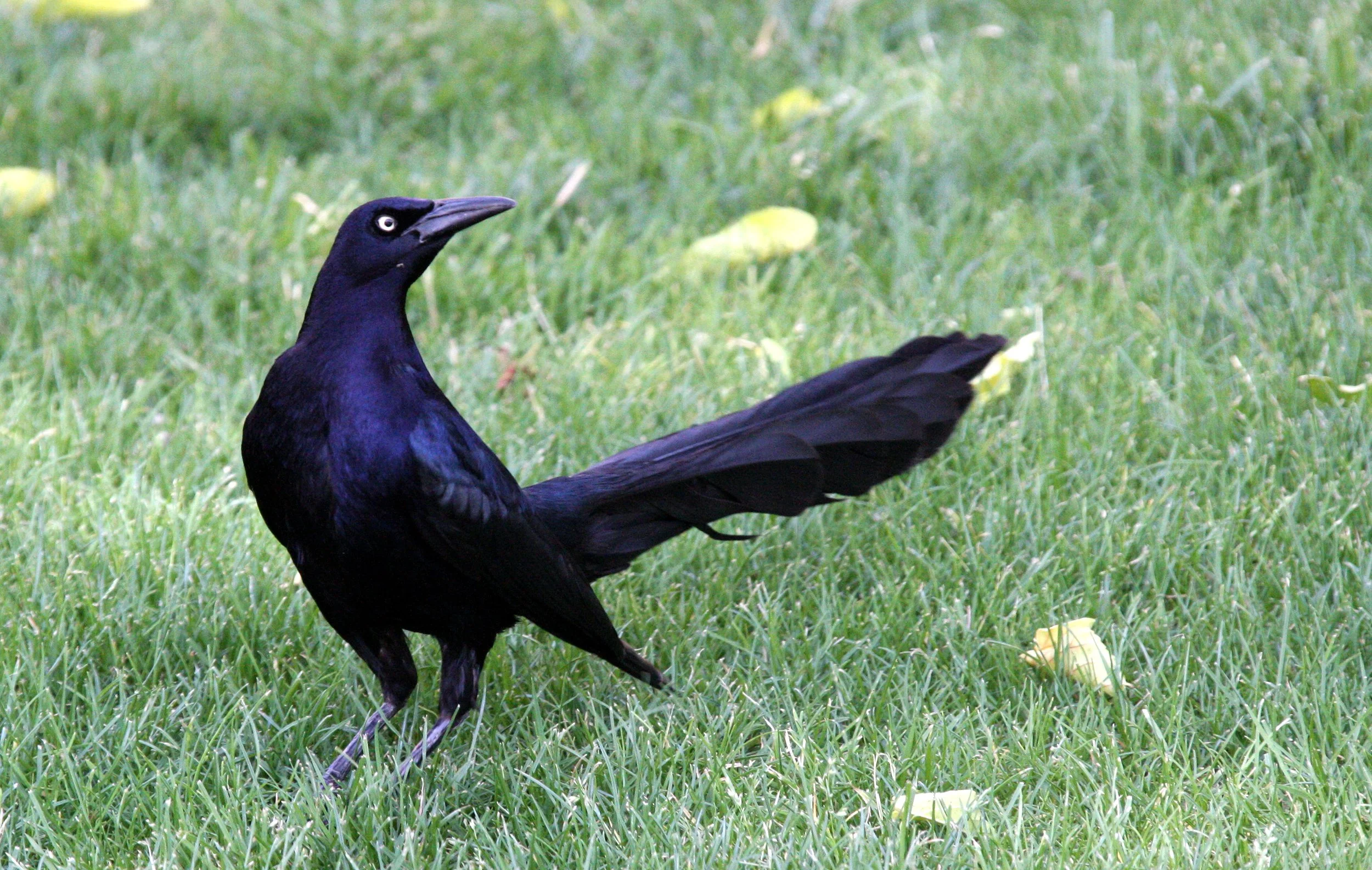 BIRD - GRACKLE - GREAT-TAILED GRACKLE - LAS CRUCES NEW MEXICO - NMSU CAMPUS (5).JPG