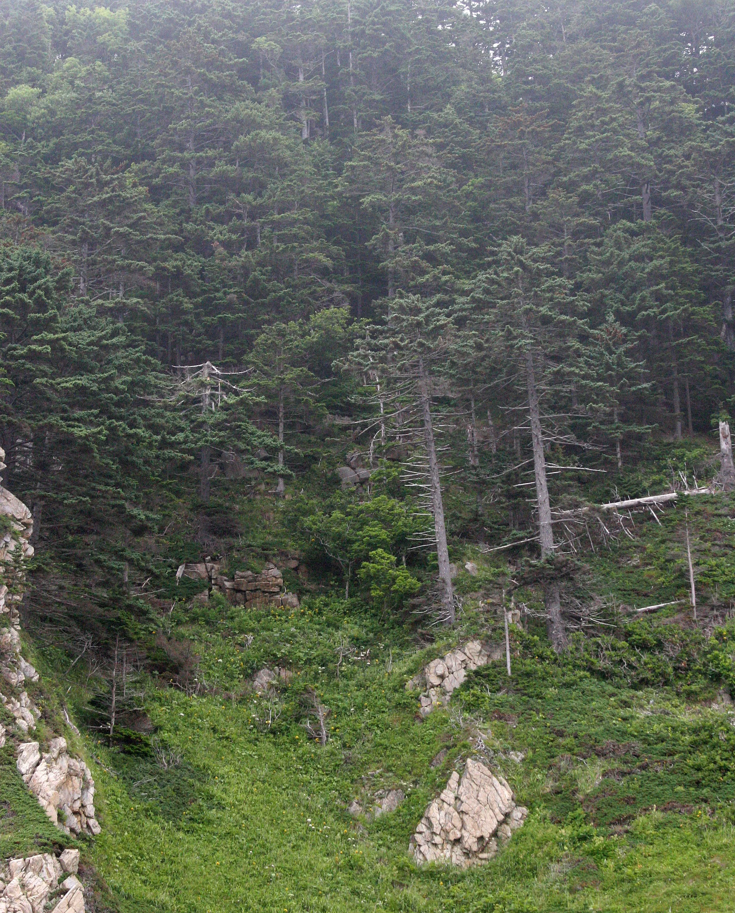 KURIL ISLANDS - FLORA  (53).jpg