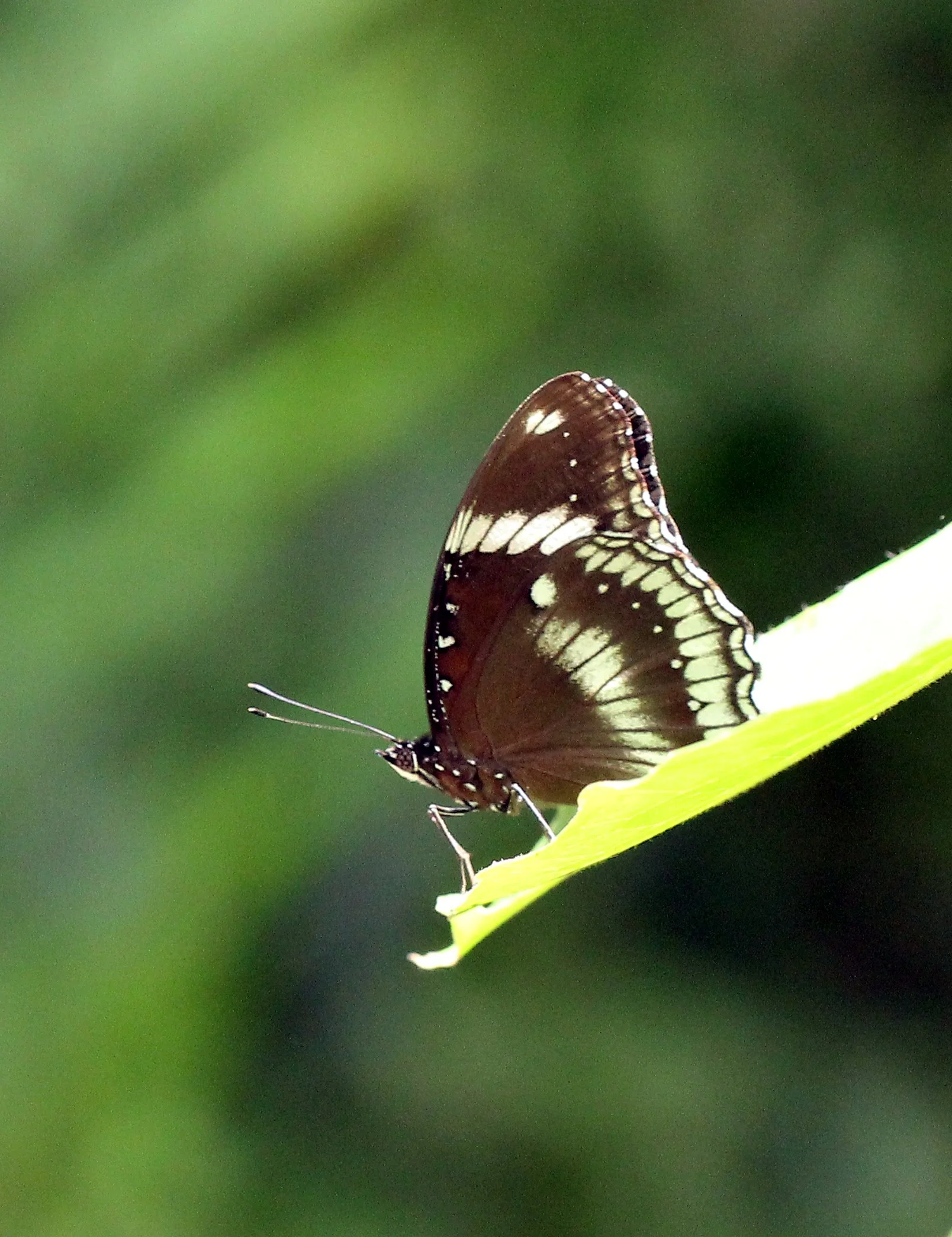 Nymphalidae - Hypolimnas bolina - Koh Lanta Thailand (8).JPG