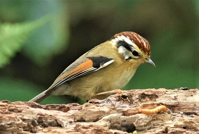 FULVETTA - RUFOUS-WINGED FULVETTA - Schoeniparus castaneceps - DOI PHA HOM POK NP DOI LANG EAST FEB 2022 (20).jpg