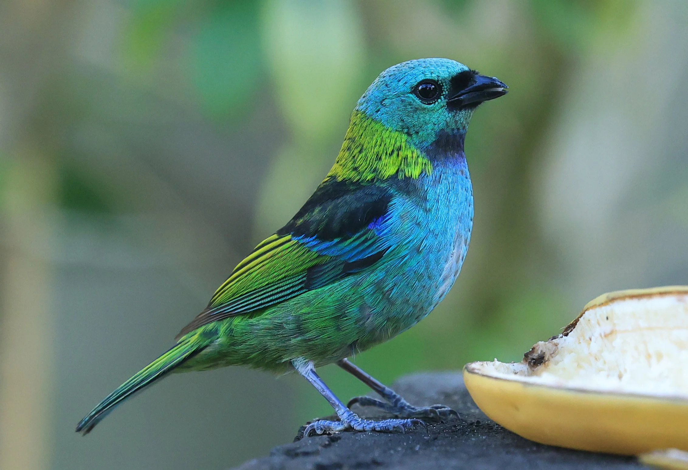 Green-headed Tanager (Tangara seledon)  Superagui National Park, Brazil (229).jpg