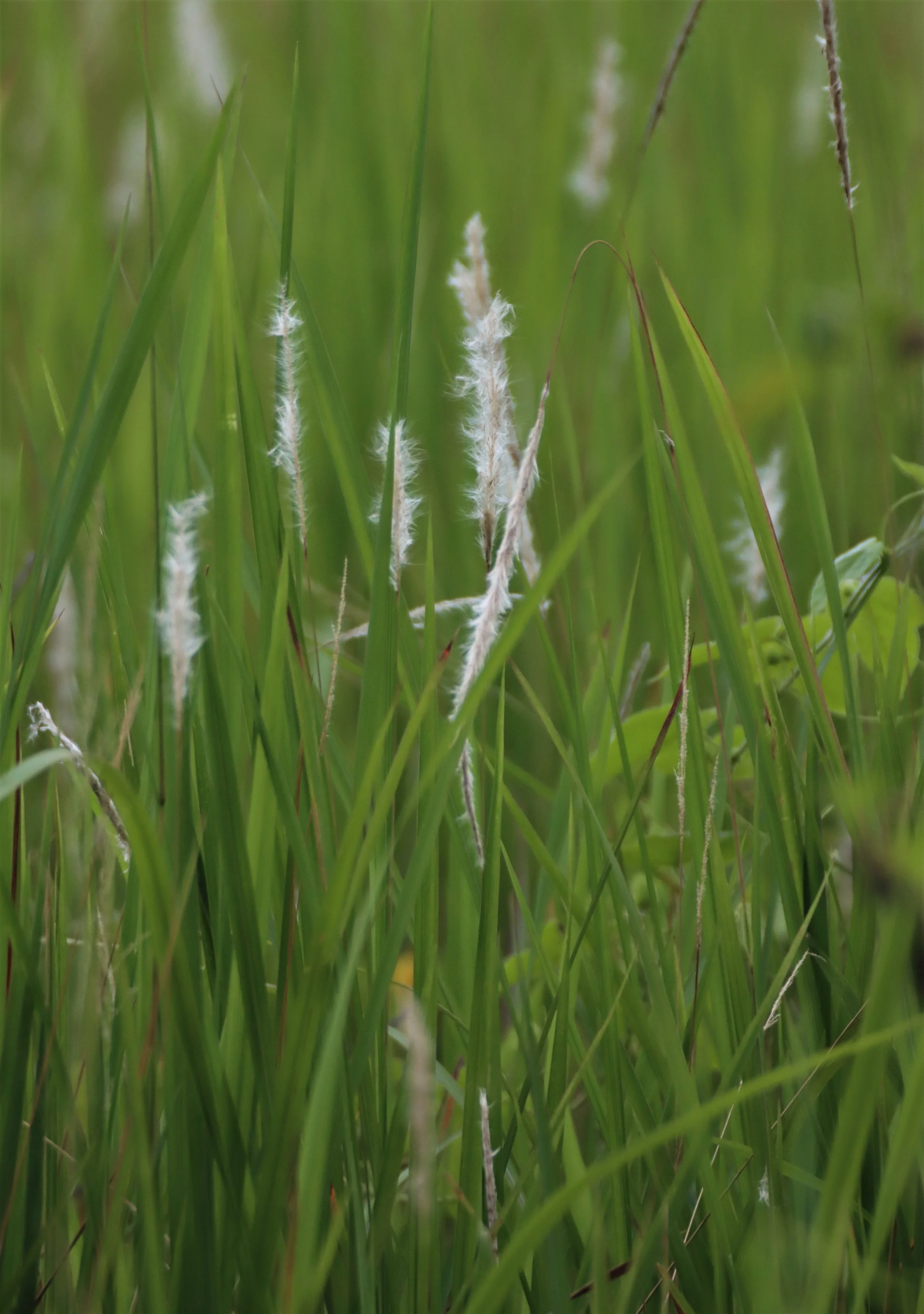Dong Yai Wildlife Sanctuary Buriram Thailand jULY 2020 (14).jpg