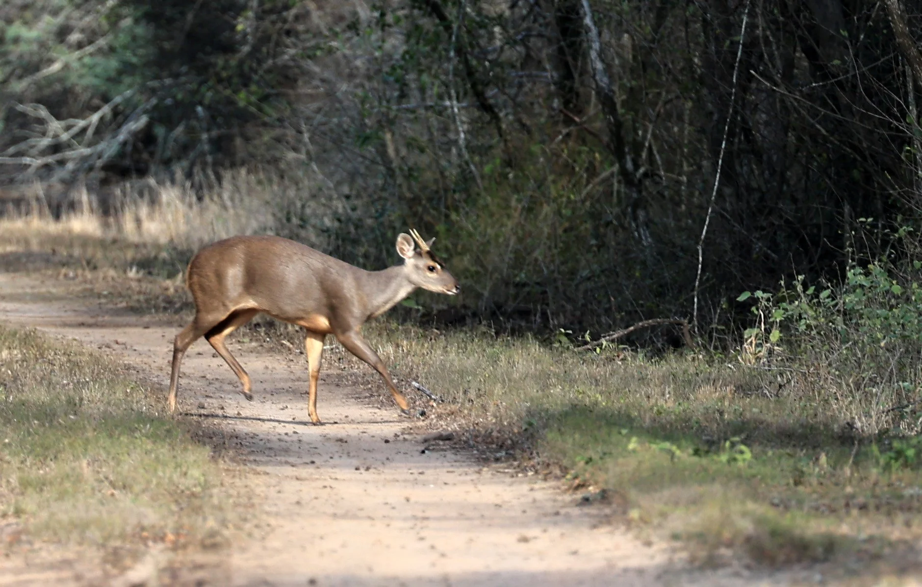 Southern Brown Brocket (Subulo gouazoubira) Selva Serena Natural Reserve (10).jpg