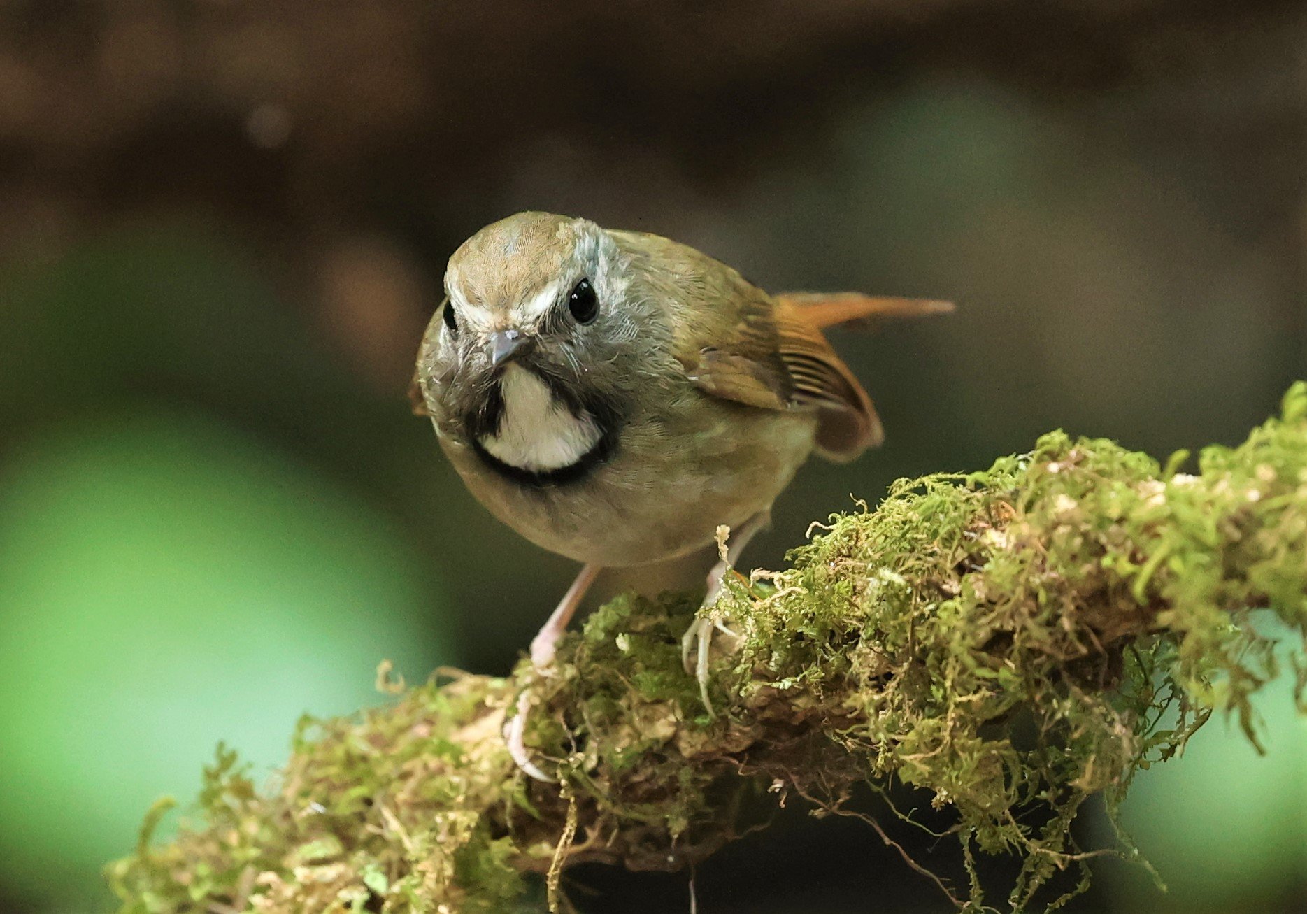 FLYCATCHER - WHITE-GORGETED FLYCATCHER - Anthipes monileger - DOI PHA HOM POK NP DOI LANG EAST FEB 2022 (48).jpg