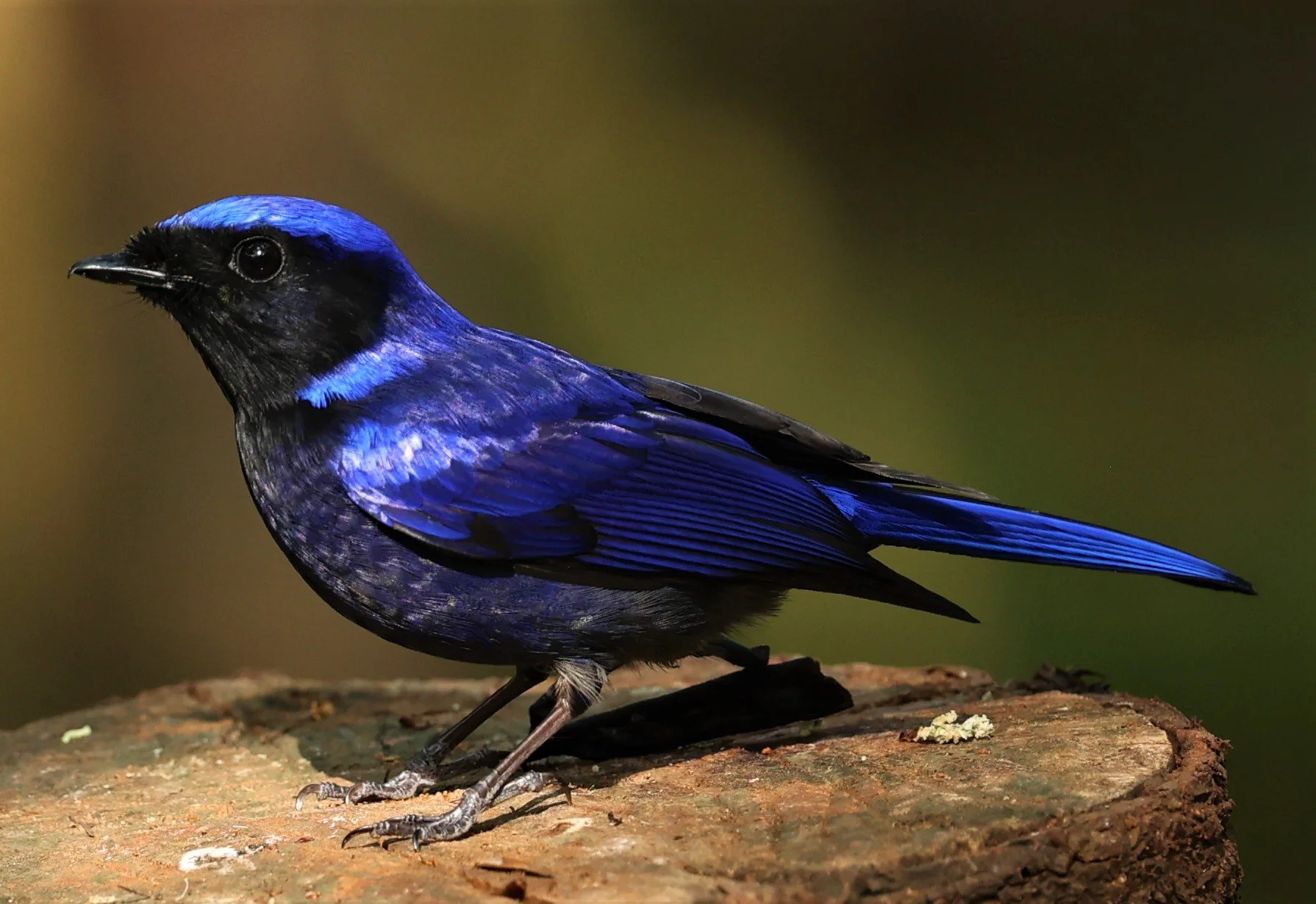 NILTAVA - LARGE NILTAVA - Niltava grandis - DOI DOI ANG KHANG CHIANG MAI FEB 2022 (17).jpg