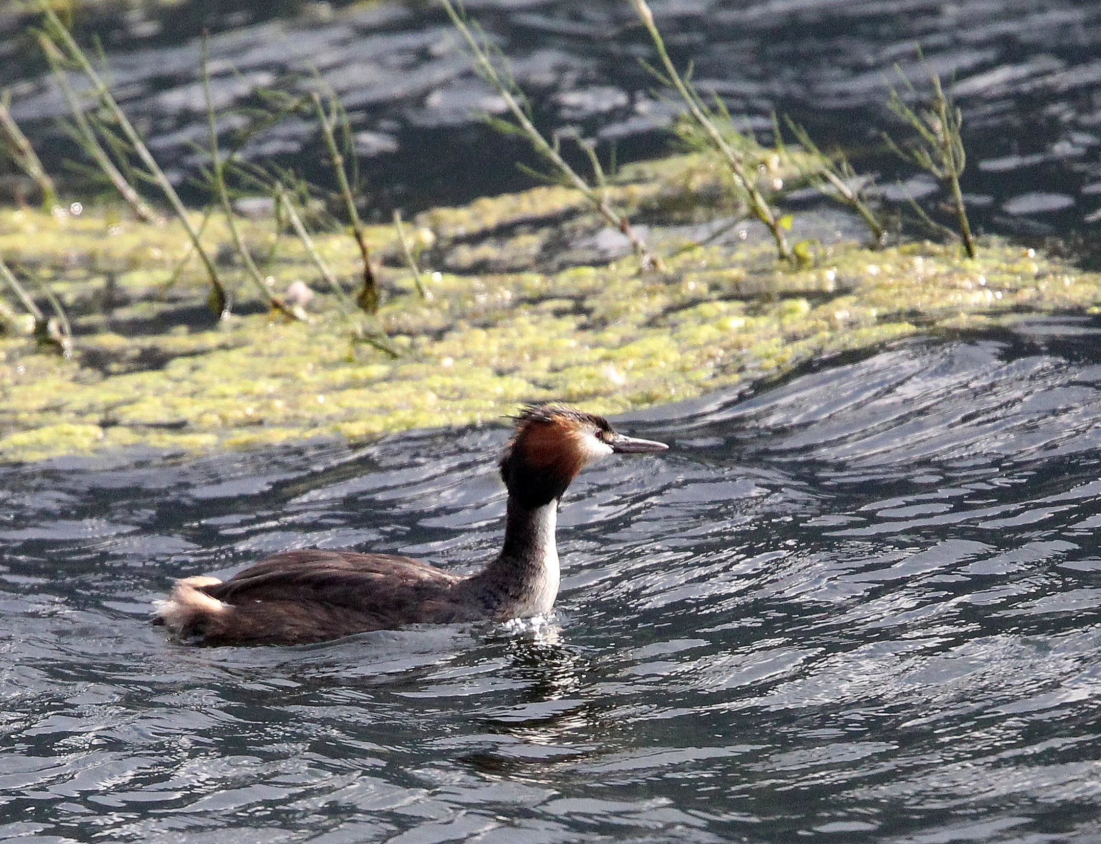 Great Crested Grebe (Podiceps cristatus) Stelvio National Park Italy (14).JPG