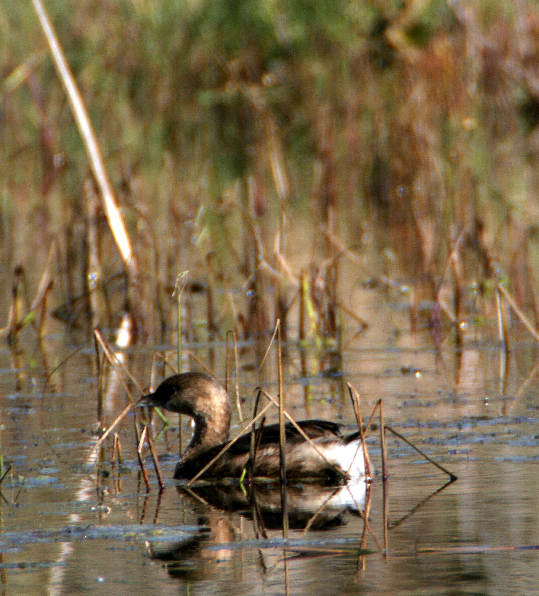 Pied-billed Grebe (Podilymbus podiceps) Aransas NWR Texas (2).jpg