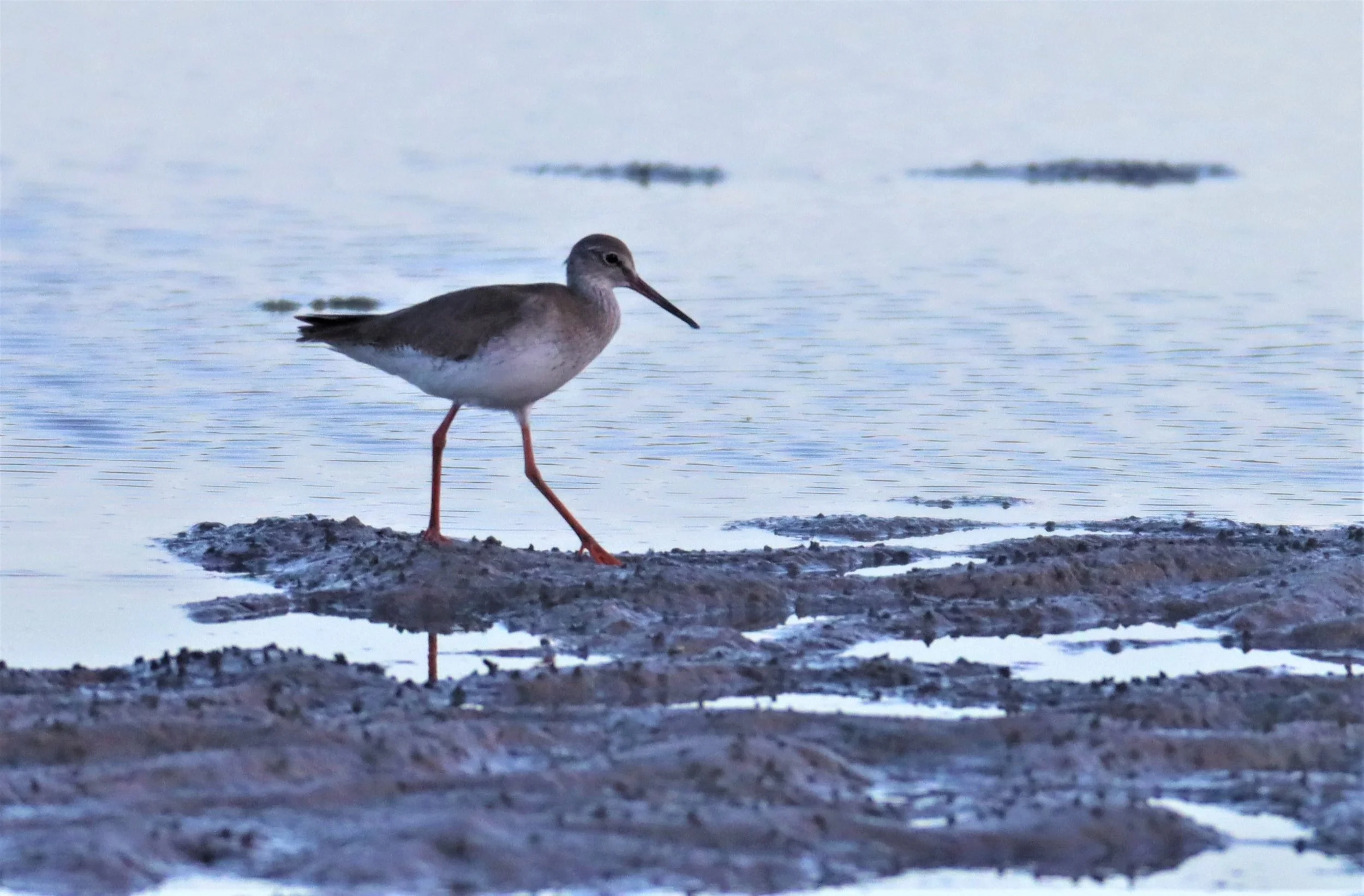 REDSHANK - COMMON REDSHANK - Tringa totanus - PAK THALE PETBURI 600MM.jpg