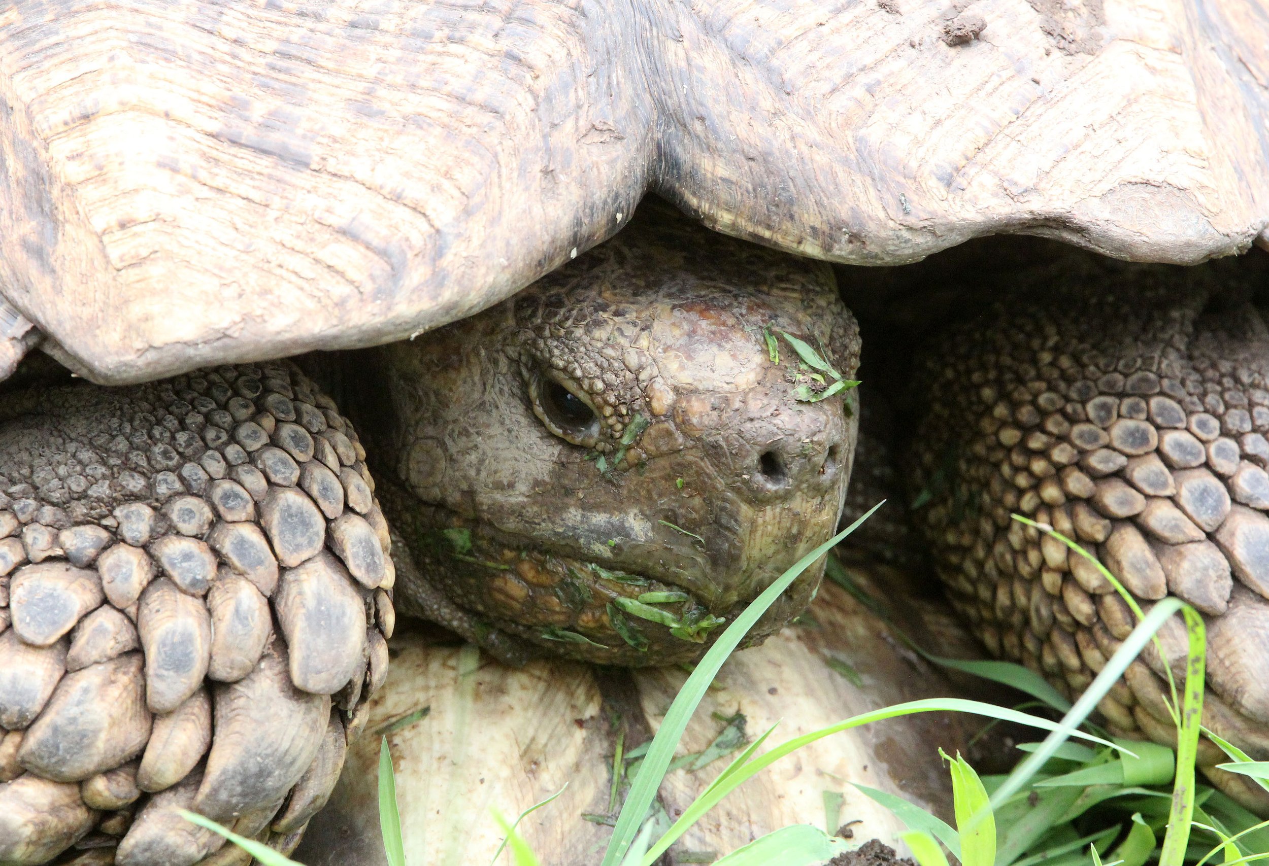Stigmochelys pardalis - LEOPARD TORTOISE - AWASH NATIONAL PARK ETHIOPIA (4).JPG