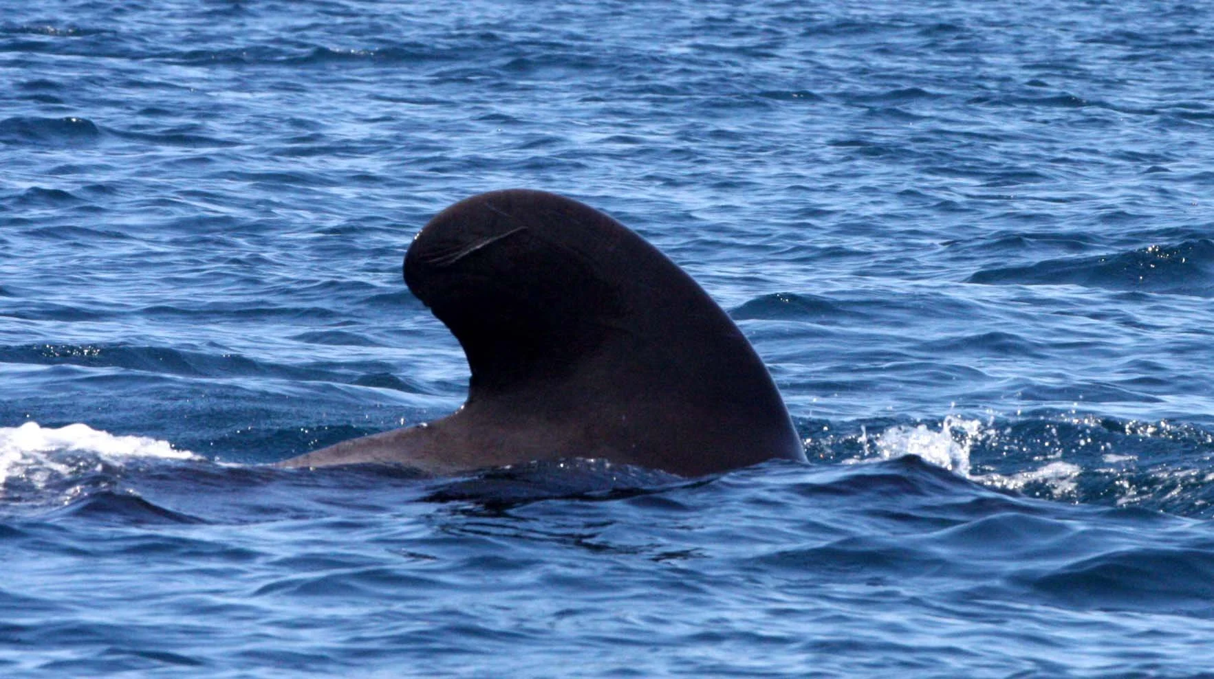 Globicephala macrorhynchus - SHORT-FINNED PILOT WHALE - ISLA CATALINA BAJA MEXICO - BAHIA LORETO (43).JPG