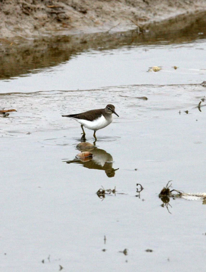BIRD - SANDPIPER - COMMON SANDPIPER- YANCHENG CHINA (12).JPG