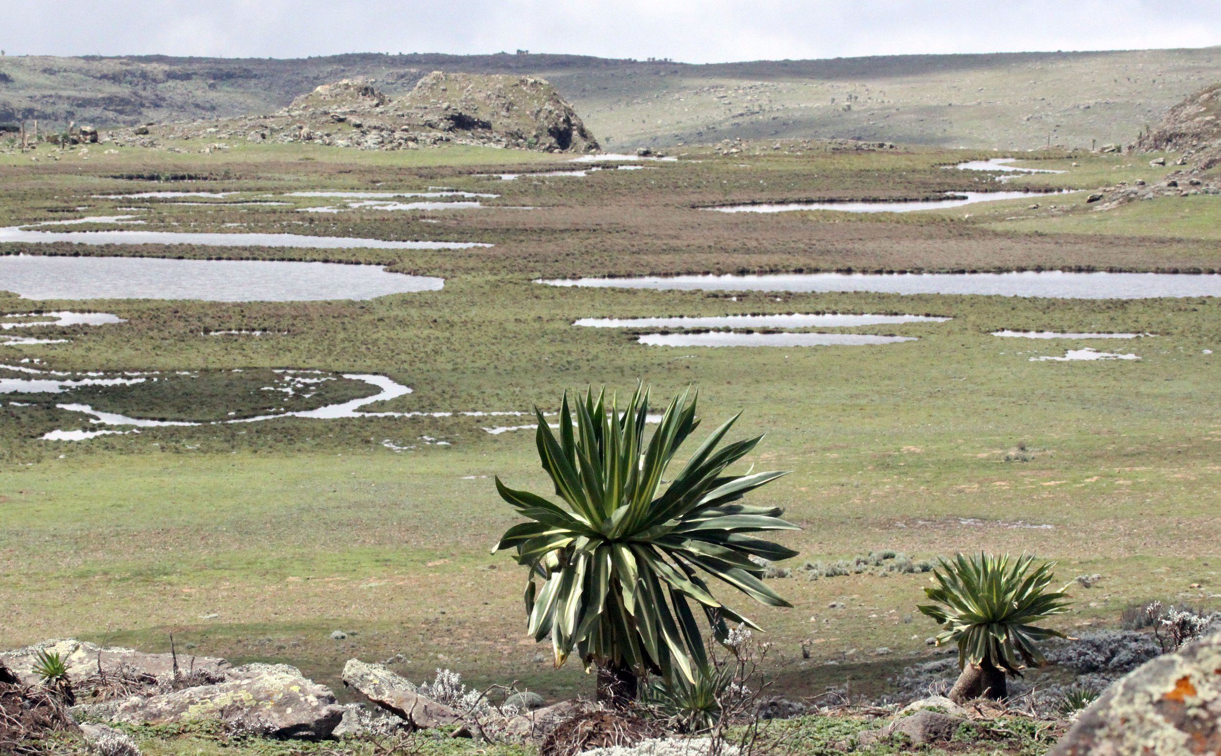 BALE MOUNTAINS NATIONAL PARK ETHIOPIA (70).JPG