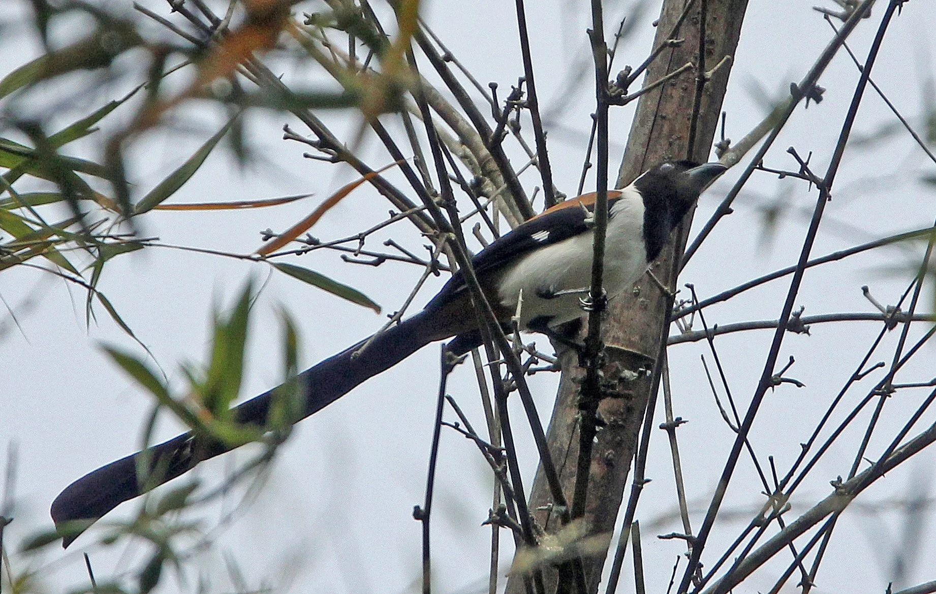 BIRD - TREEPIE - WHITE-BELLIED TREEPIE - INDIRA GANDHI TOPSLIP NATIONAL PARK, TAMIL NADU INDIA (4).JPG