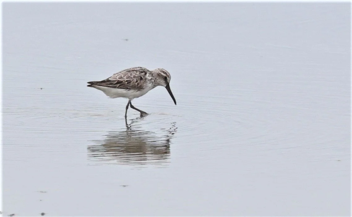 SANDPIPER - BROADBILL SANDPIPER - Calidris falcinellus - PAK THALE PETCHABURI 11 SEPTEMBER 2021 (10).jpg