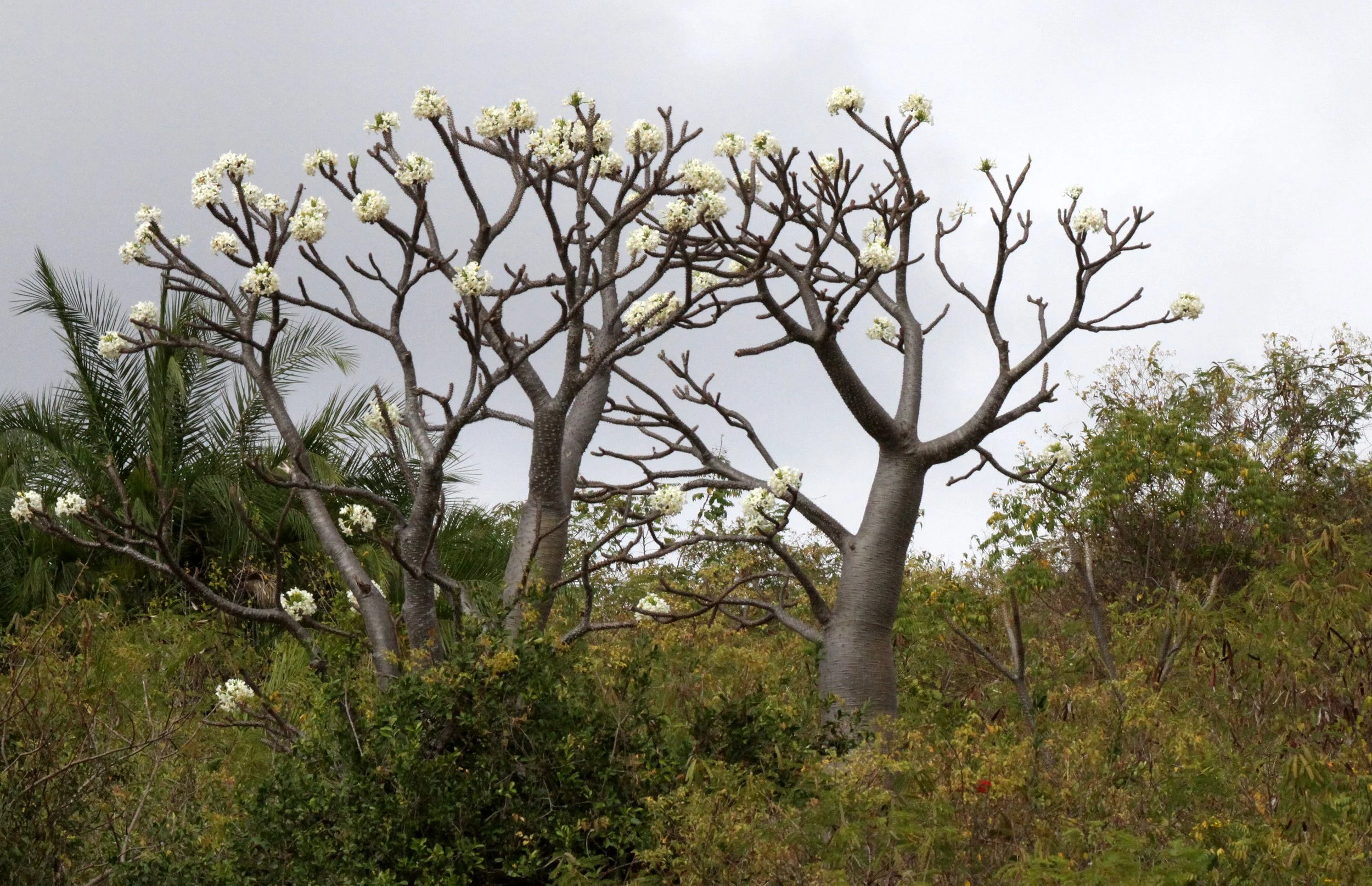 PLANT - PACHYPODIUM DECARYI - ANKARANA NATIONAL PARK MADAGASCAR.JPG