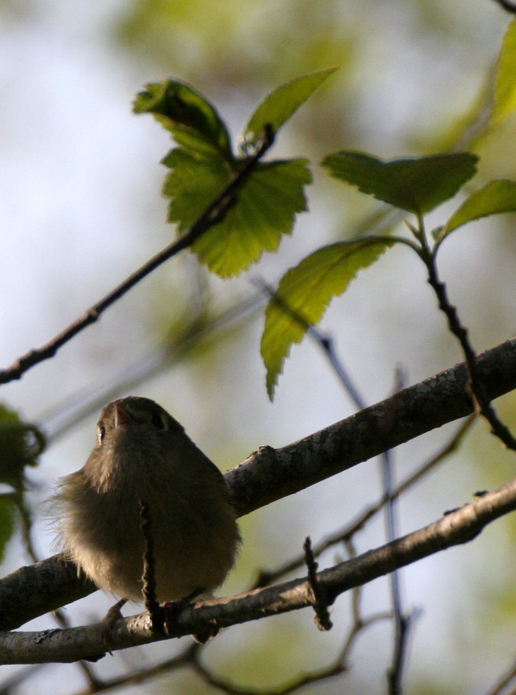 Hutton's Vireo (Vireo huttoni) Lake Farm Olympic Peninsula Washington (38).JPG