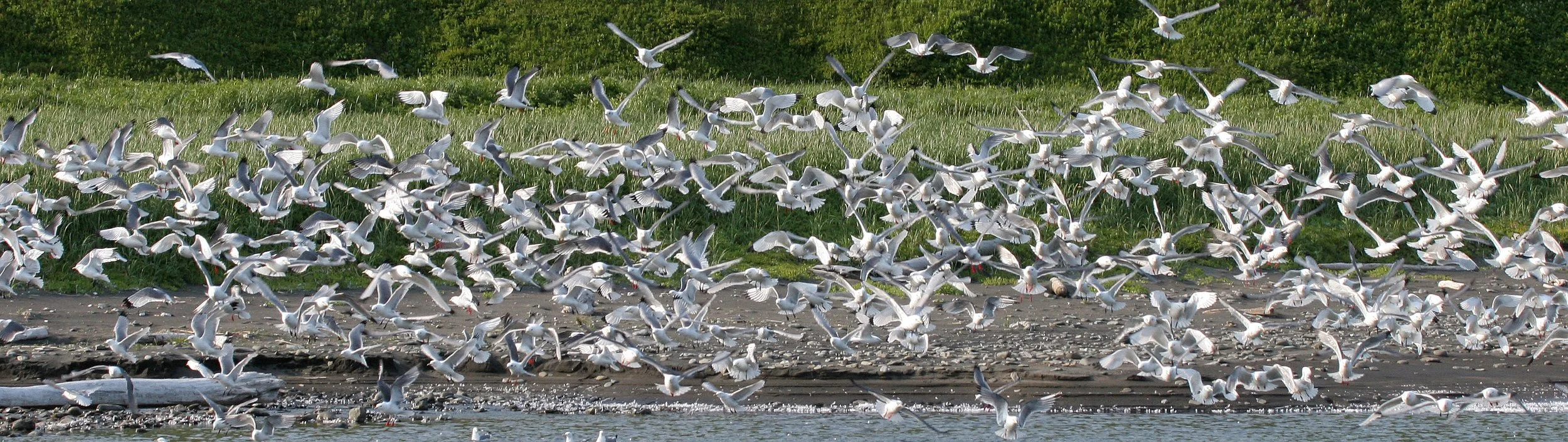 BIRD - KITTIWAKE - RED-LEGGED - COMMANDORSKY (8).jpg