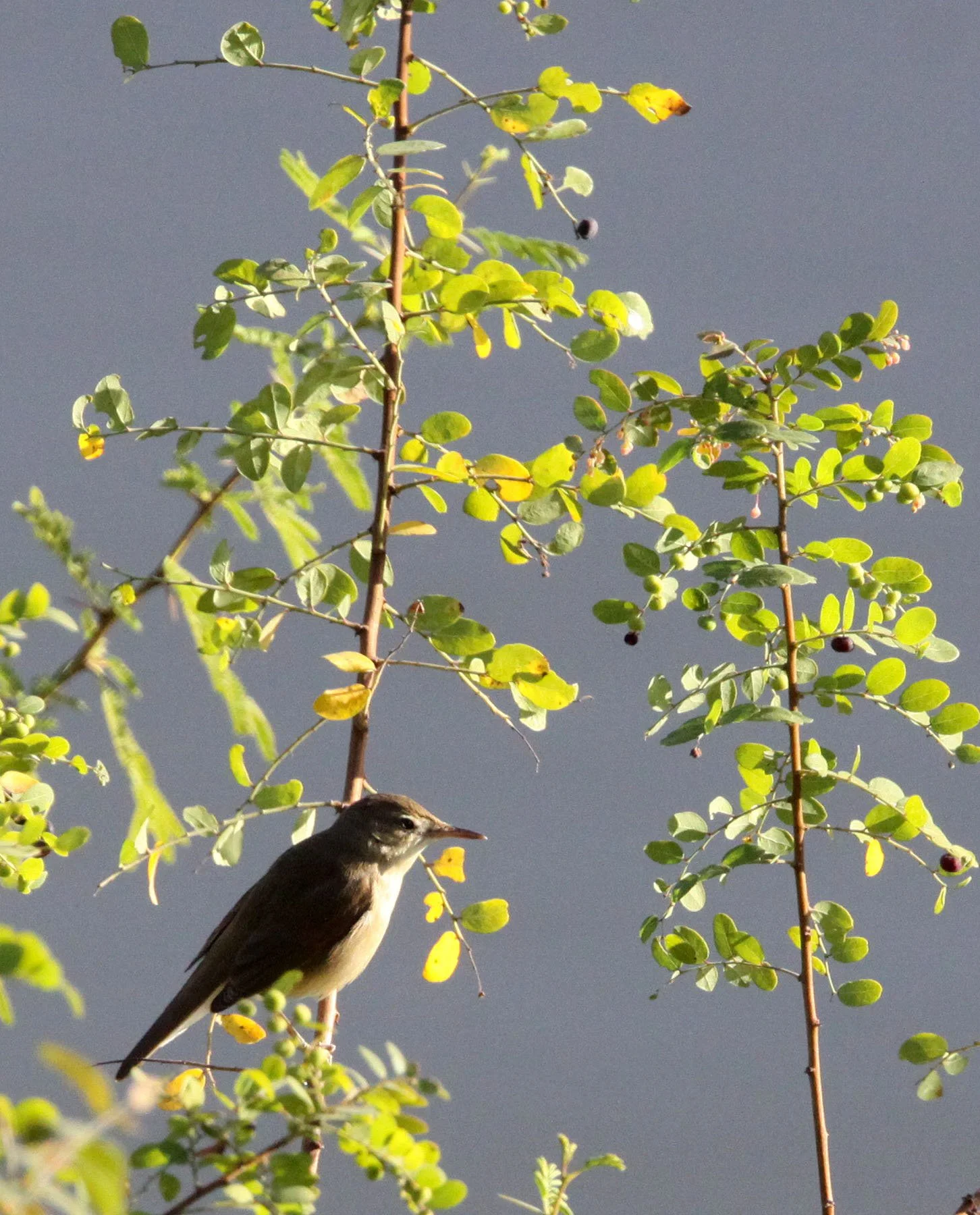 BIRD - WARBLER - CLAMOROUS REED WARBLER - GIR FOREST GUJARAT INDIA (5).JPG