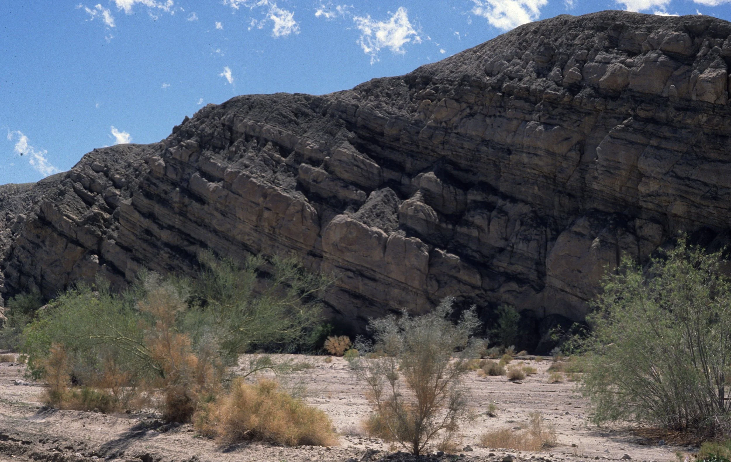 ANZA BORREGO - SALICACEAE - SALIX EXIGUA - DESERT WILLOW.jpg