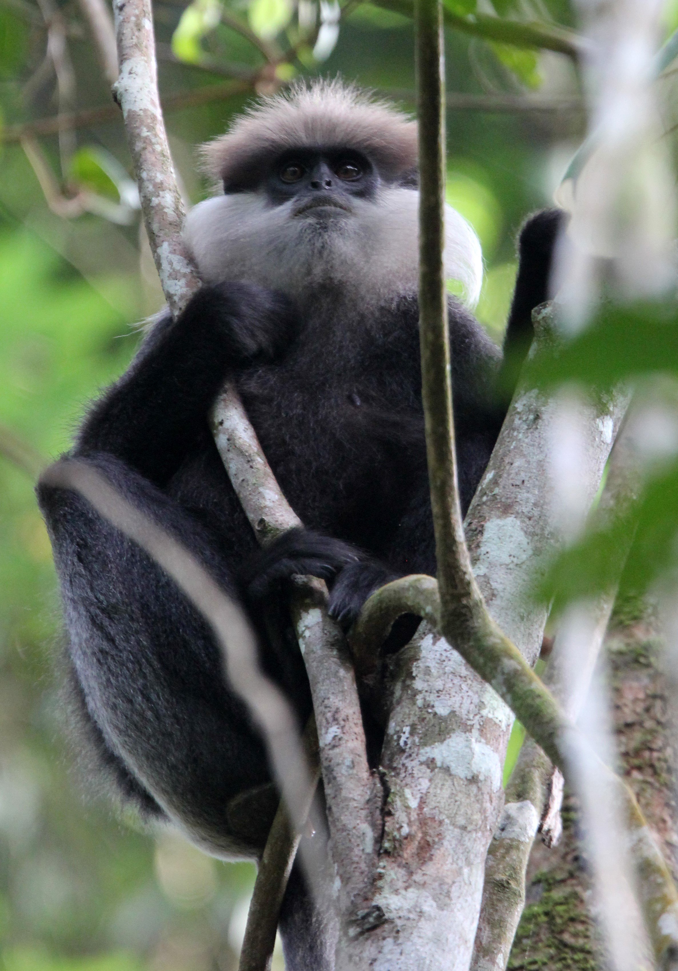 CERCOPITHECIDAE - Semnopithecus vetulus nestor - WET ZONE PURPLE-FACED LEAF MONKEY - SINGHARAJA NATIONAL PARK SRI LANKA (30).JPG