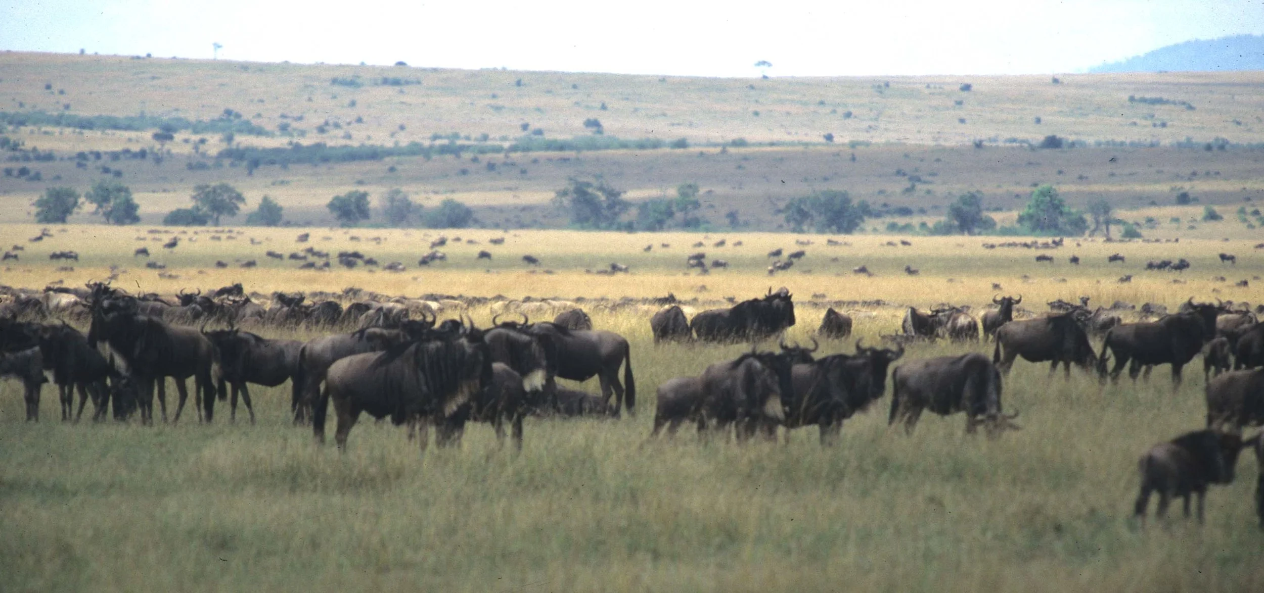 BOVID - WILDEBEEST- GREY - SERENGETI (15).jpg