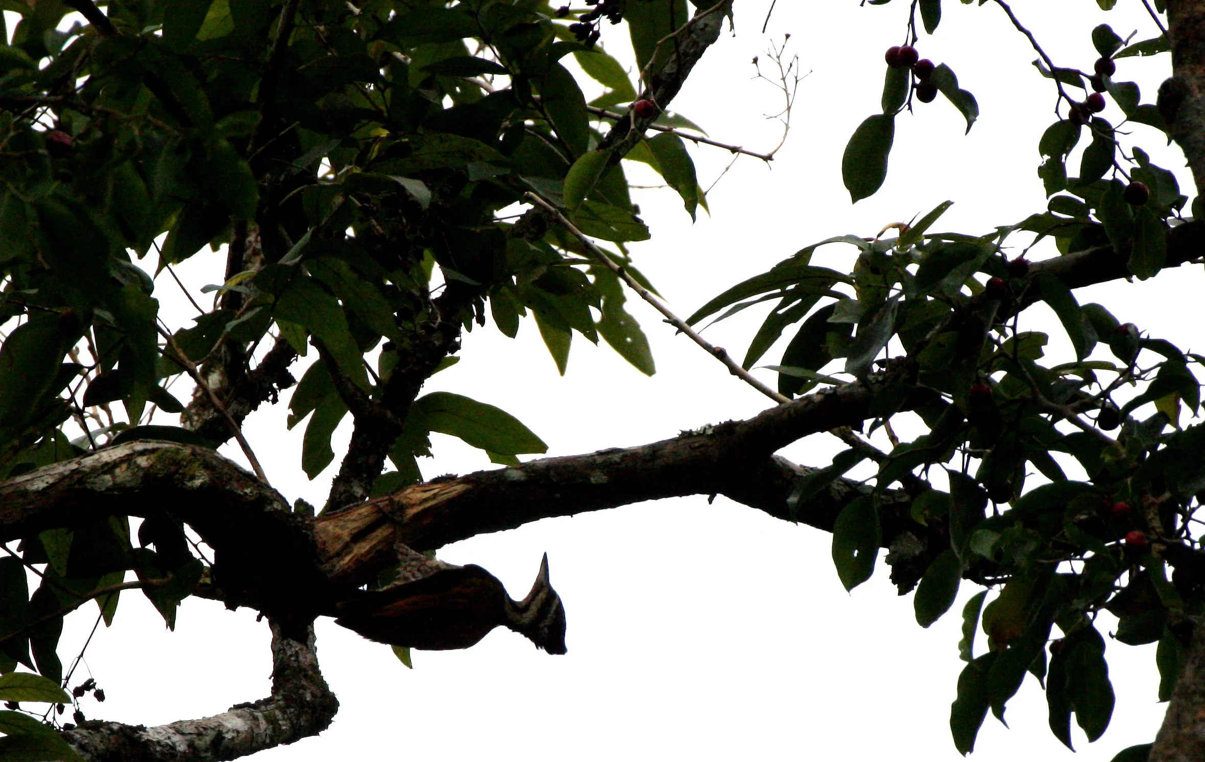 BIRD - WOODPECKER - COMMON FLAMEBACK - KAENG KRACHAN NP THAILAND (7).JPG
