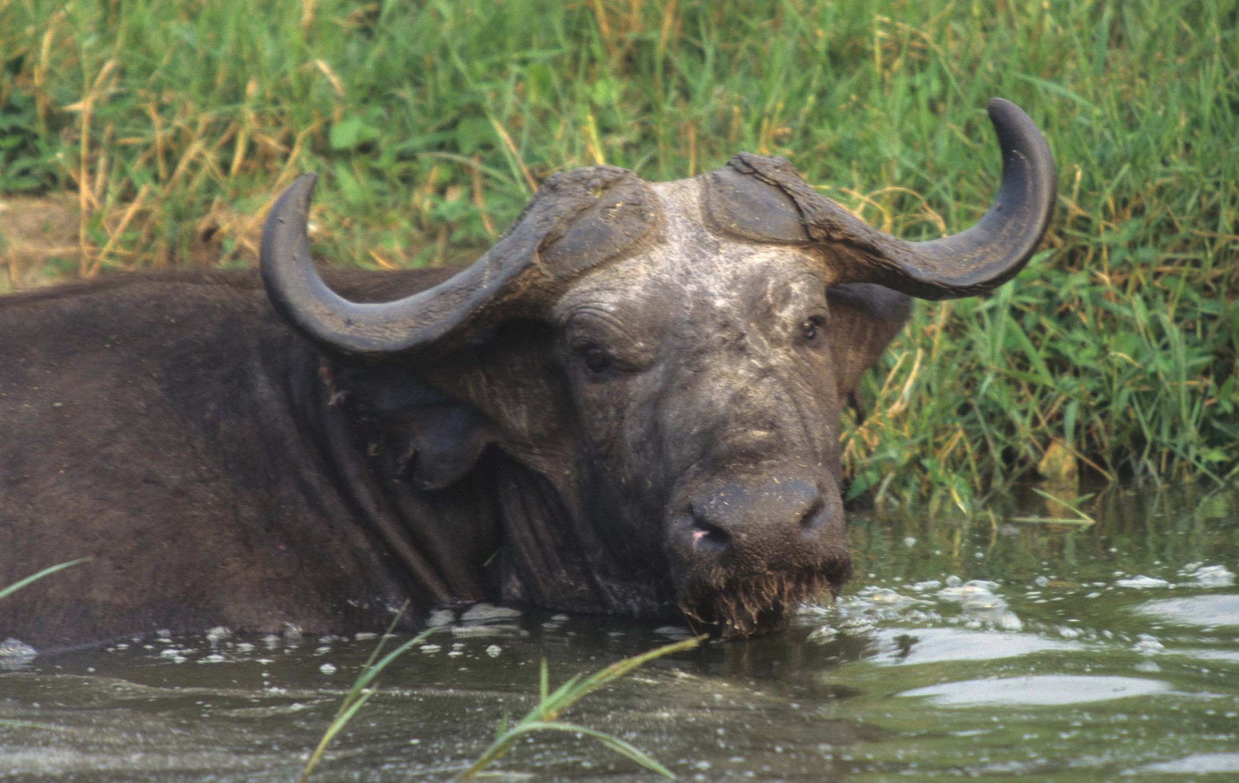 BOVID - CAPE BUFFALO-UGANDA (4).jpg