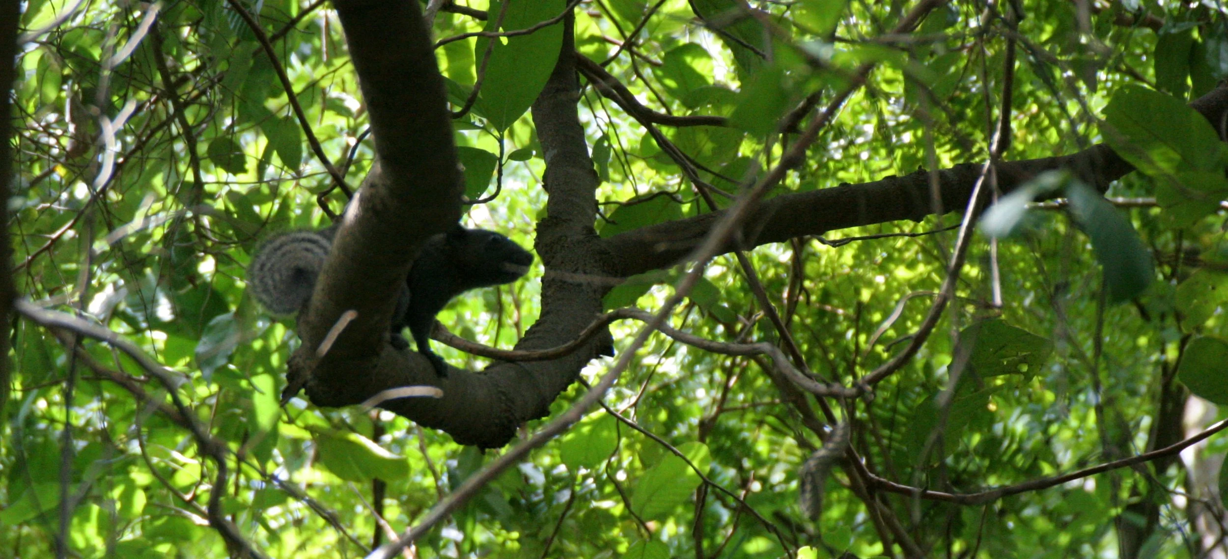 Callosciurus erythraeus - PALLAS'S SQUIRREL - KOH LANTA THAILAND (25).JPG