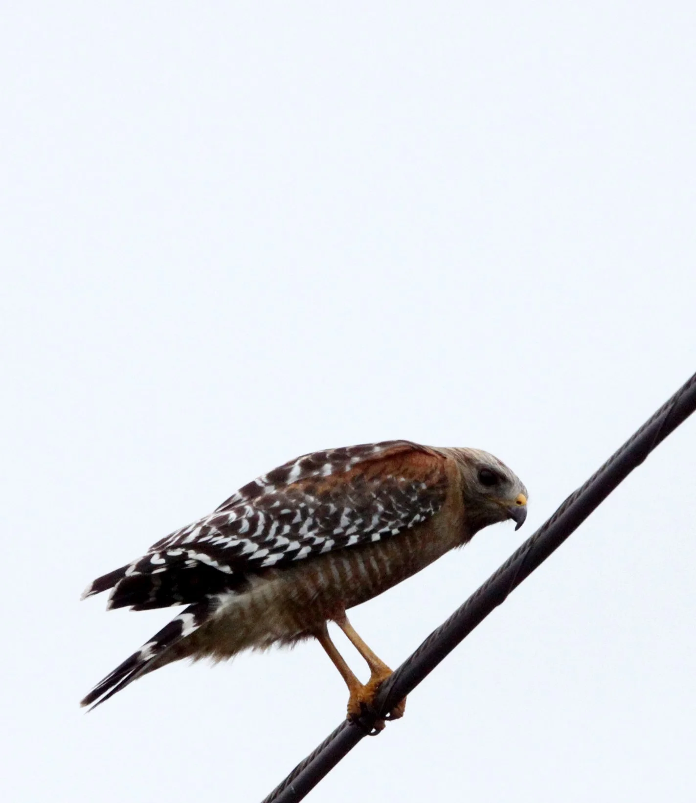 Buteo lineatus - RED-SHOULDERED HAWK - ARCATA BOTTOMLANDS CALIFORNIA (3).JPG