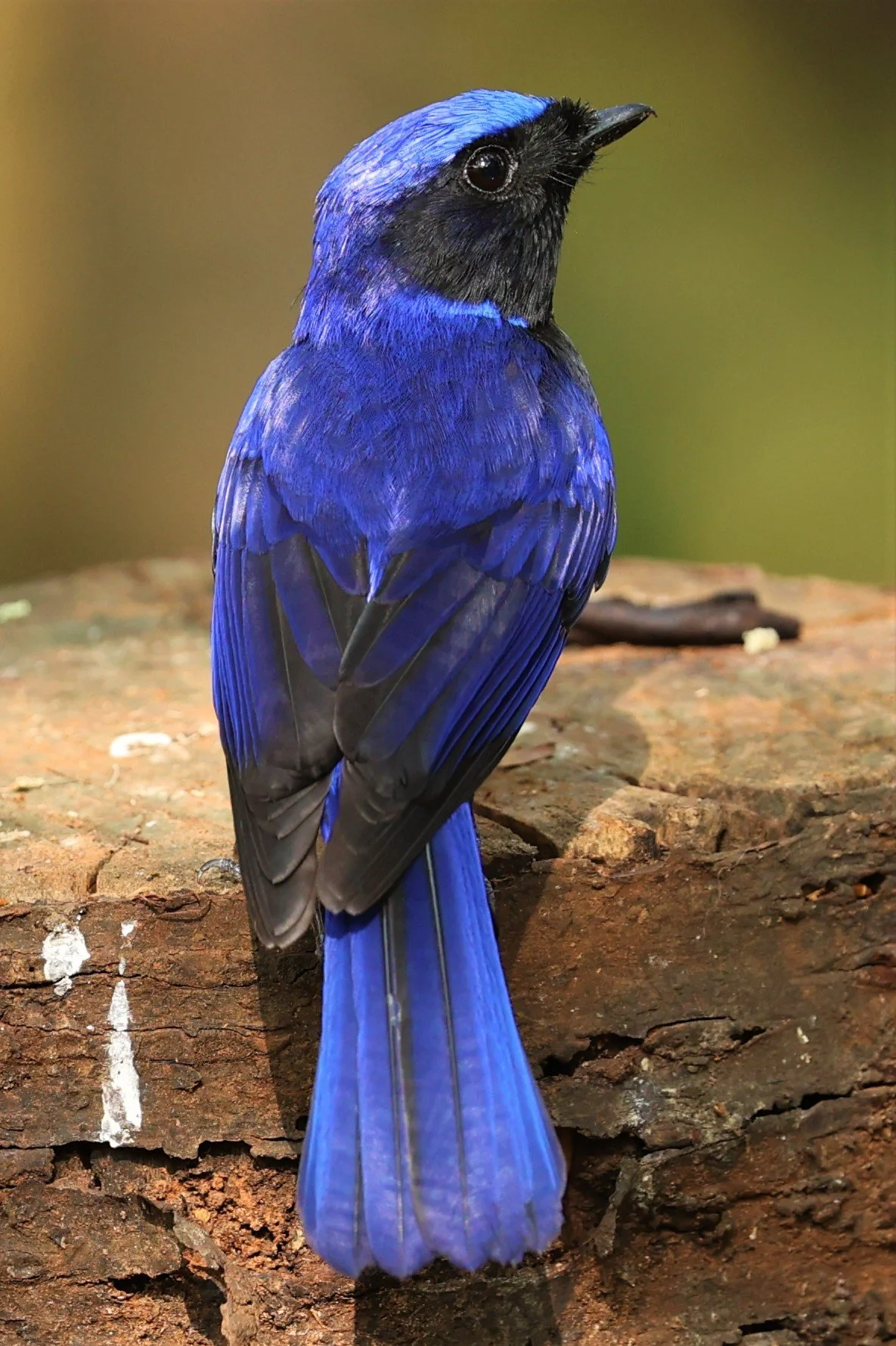 NILTAVA - LARGE NILTAVA - Niltava grandis - DOI DOI ANG KHANG CHIANG MAI FEB 2022 (30).jpg