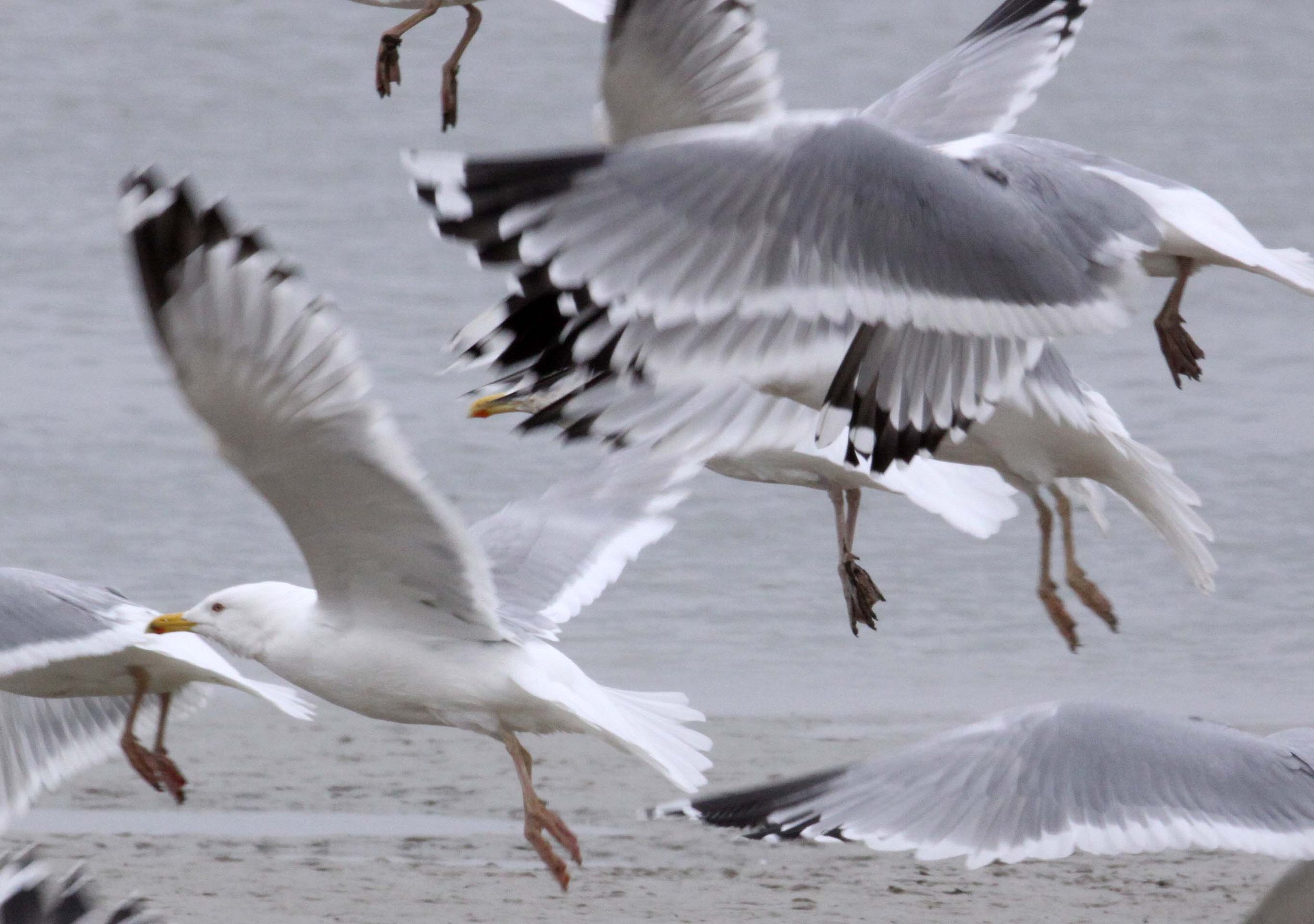 BIRD - GULL - HUEGLIN'S GULL- YANCHENG CHINA (18).JPG