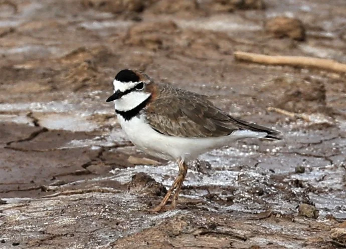 Collared Plover (Anarhynchus collaris) Chaco Lodge & Laguna Salada Paraguay (28).jpg