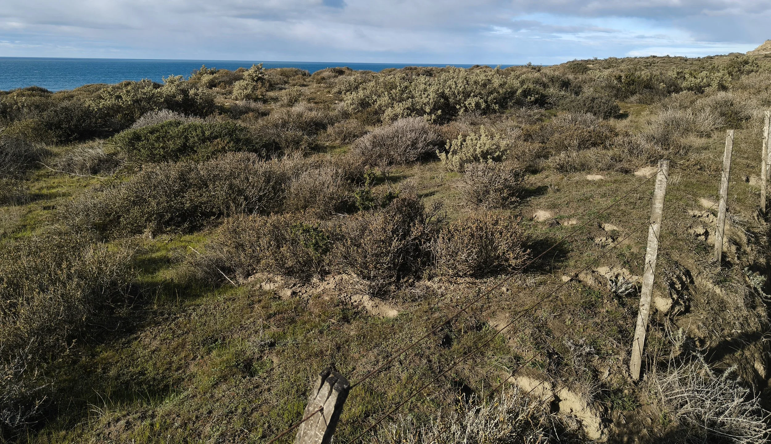 Valdes Peninsula, Chubut Province, Argentina (48).jpg