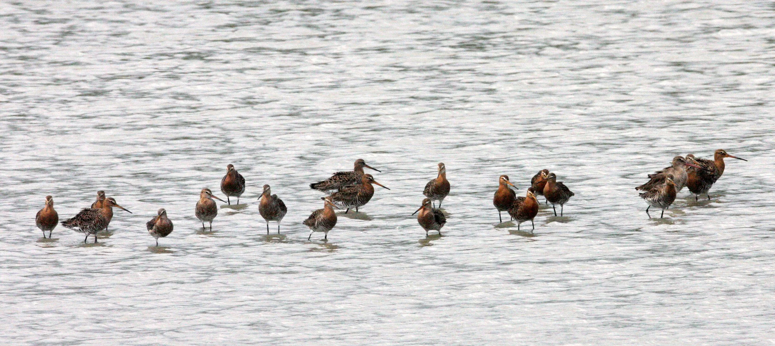 BIRD - GODWIT - BLACK-TAILED GODWIT - MAI PO WETLANDS HONG KONG (35).JPG