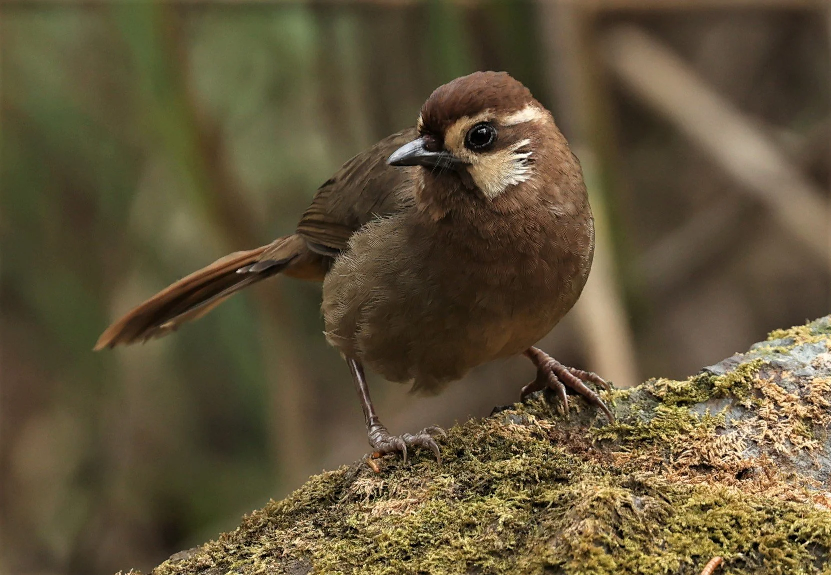LAUGHINGTHRUSH - WHITE-BROWED LAUGHINGTHRUSH - Pterorhinus sannio - DOI SAN JU (DOI LANG WEST) FEB 2022 (25).jpg