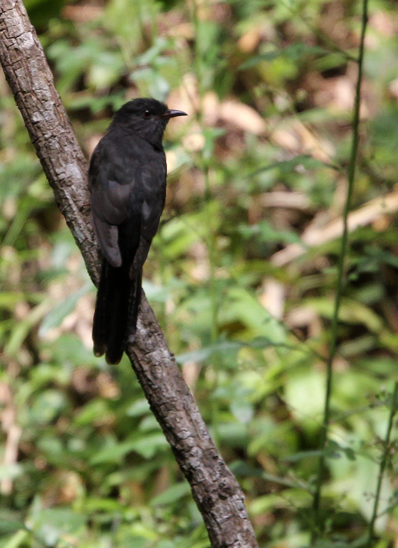 Fork-tailed Drongo-Cuckoo (Surniculus dicruroides) Indira Gandhi Topslip NP Tamil Nadu India