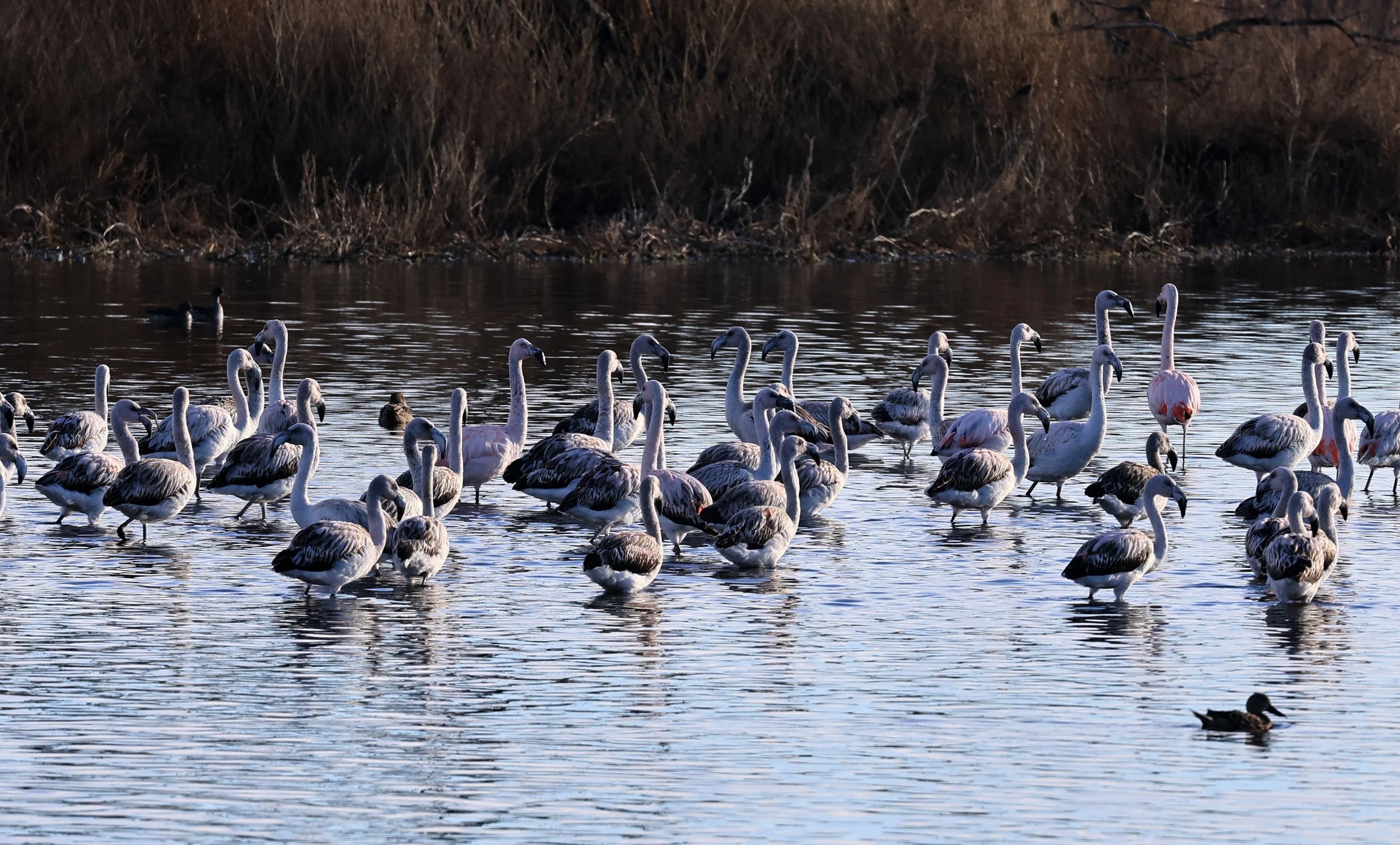 Chilean Flamingo (Phoenicopterus chilensis) Lagunas del Ornitólogo, Trelew Argentina (12).jpg