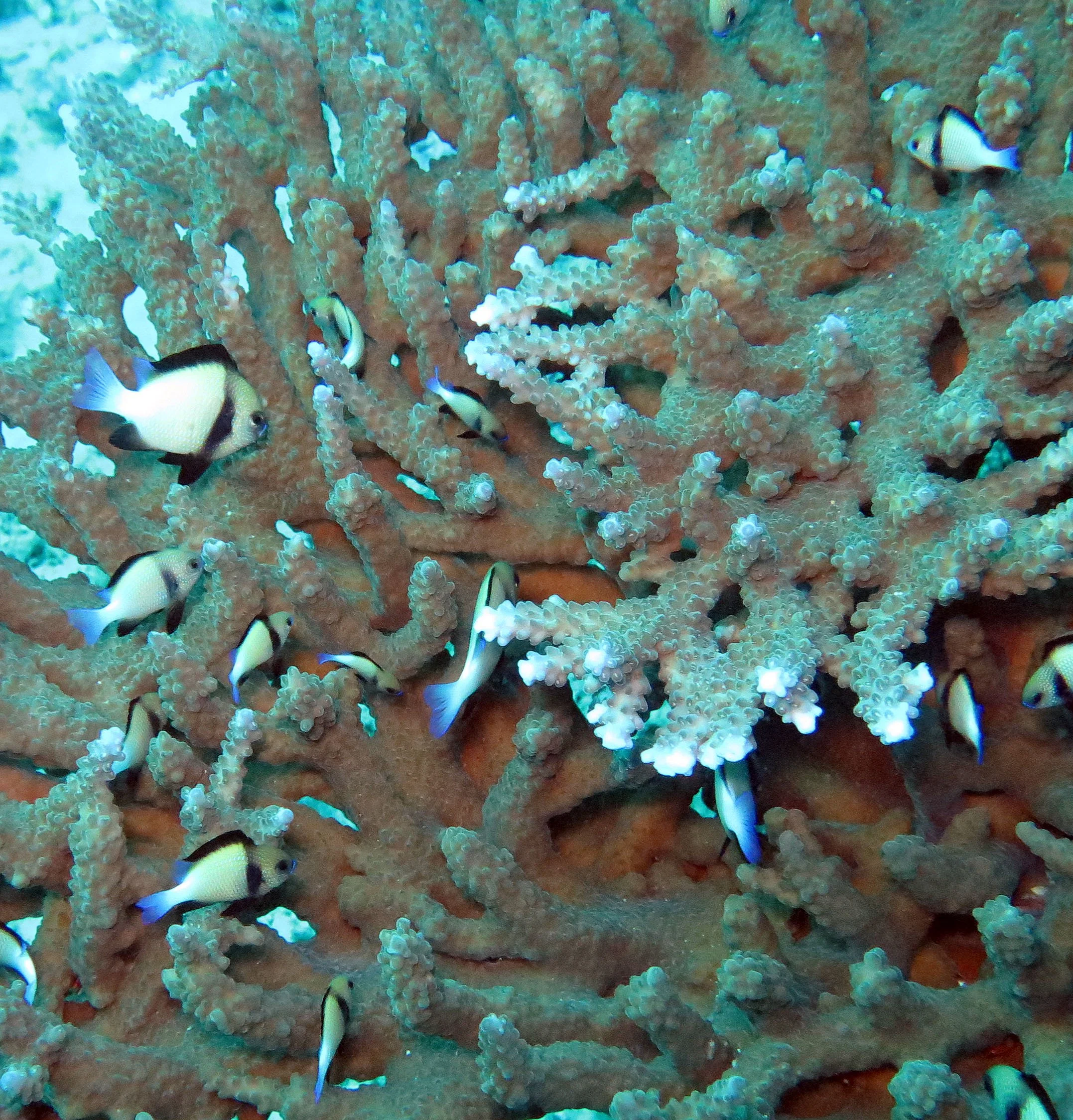 Pomacentridae - Dascyllus carneus - Cloudy Dascyllus - Similand Islands, Thailand (2).JPG