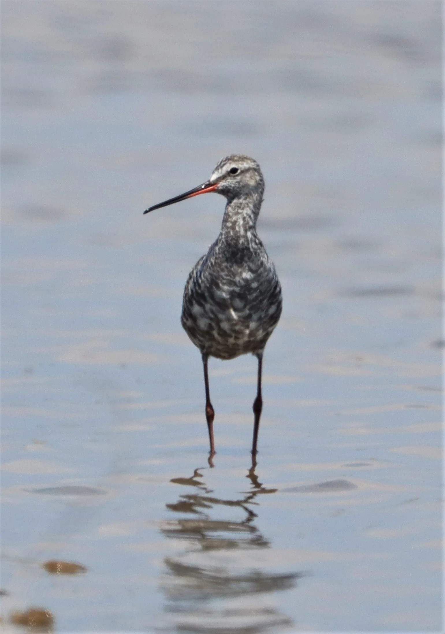 REDSHANK - SPOTTED REDSHANK - Tringa erythropus - BANG PAKONG SALT PANS CHACHOENGSAO WEST OF RIVER (5).jpg