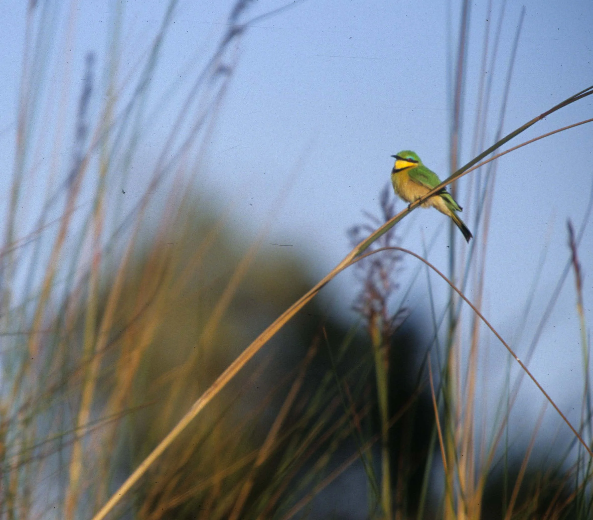 BIRDS - LITTLE BEE EATER - OKAVANGO C.jpg