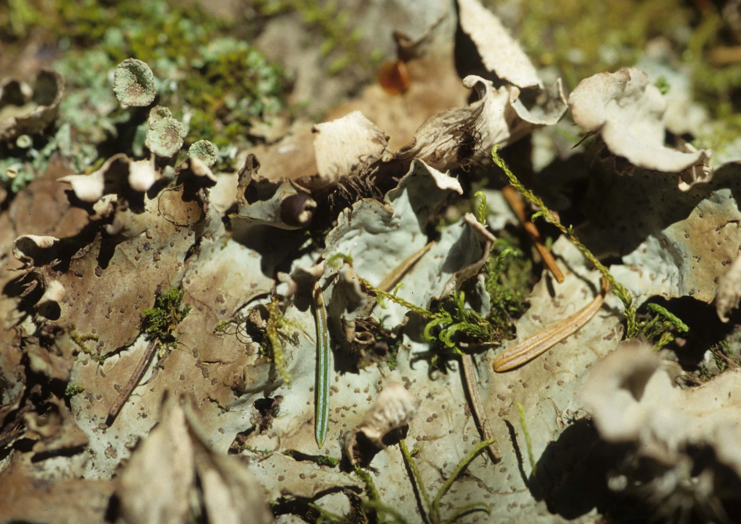 MONTANA - GLACIER - LICHEN - FOLIOSE.jpg
