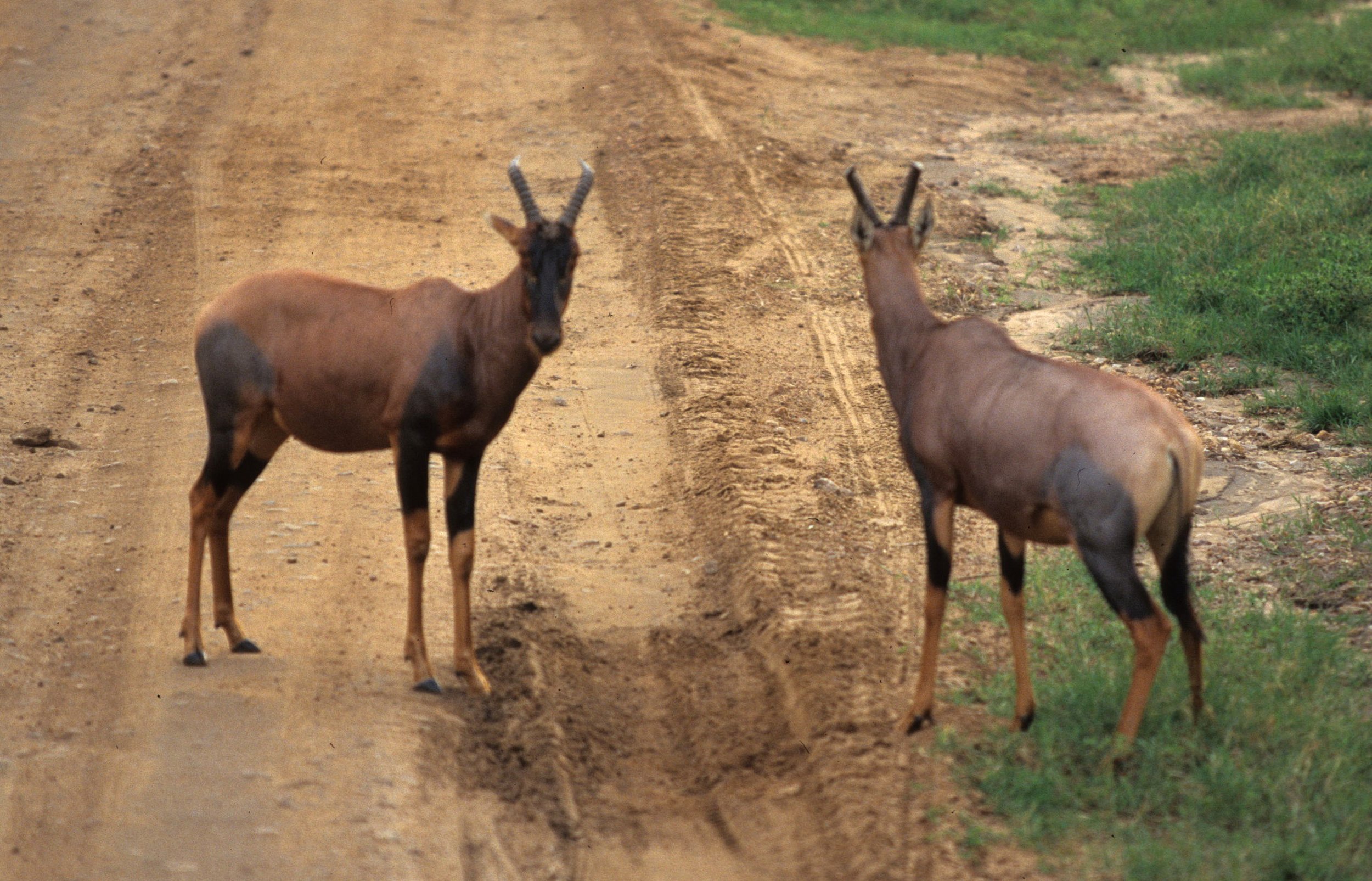 BOVID - TOPI - SERENGETI (5).jpg