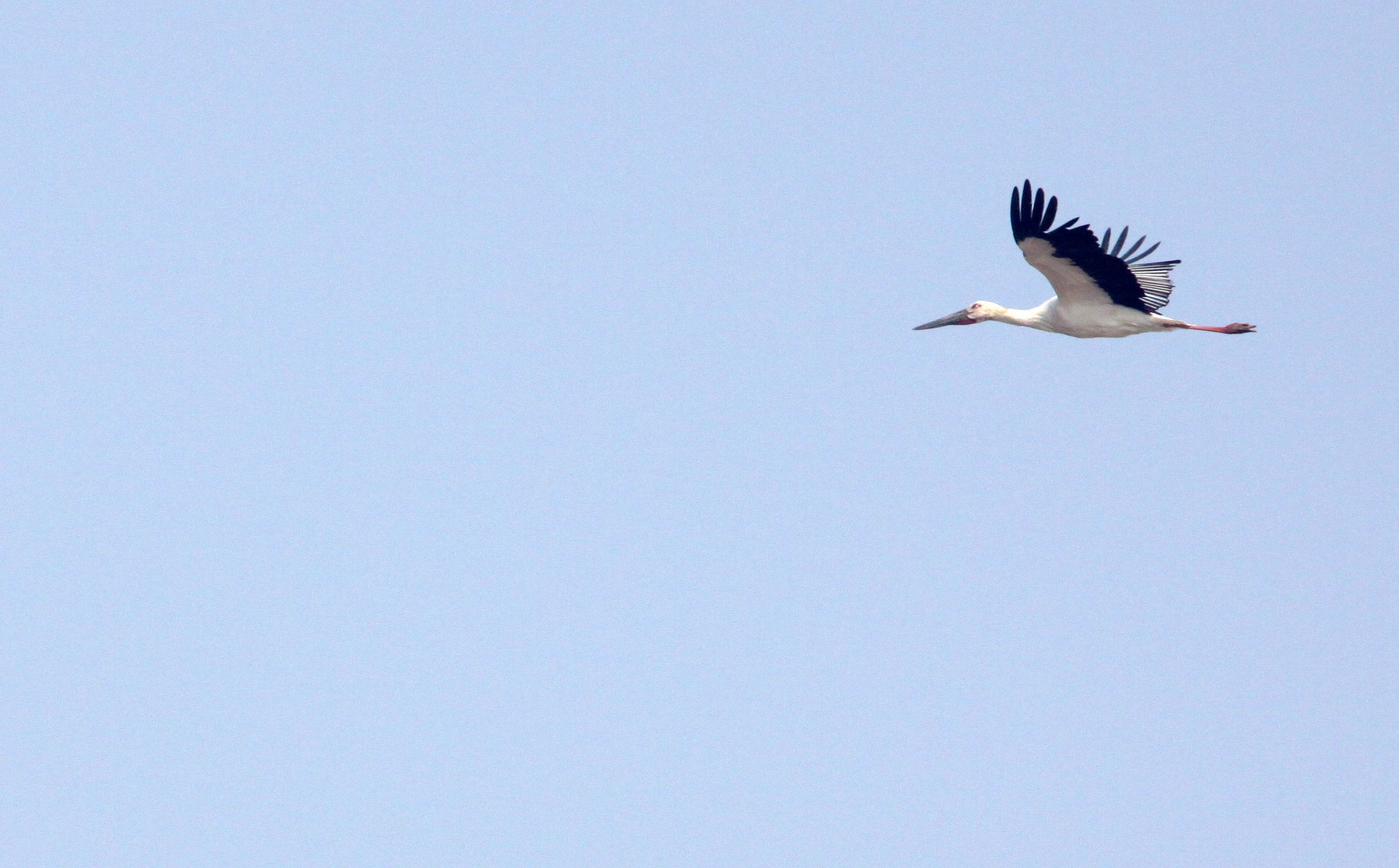 STORK - ORIENTAL STORK - Ciconia boyciana - NANJI HILL RESERVE - POYANG LAKE, JIANGXI PROVINCE, CHINA (30).JPG
