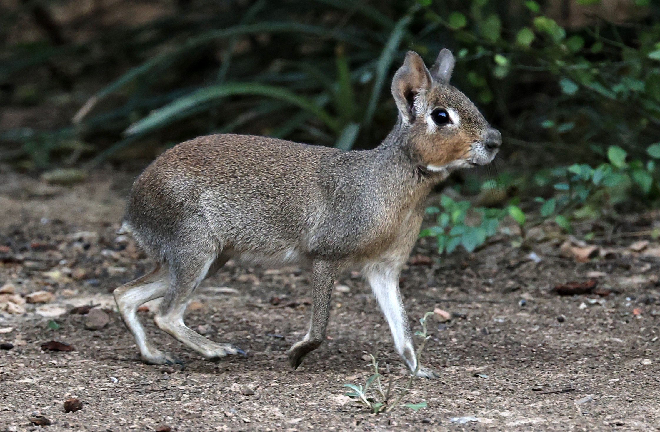 Chacoan Mara (Dolichotis salinicola) Hotel Campestre Iparoma Paraguay (24).jpg