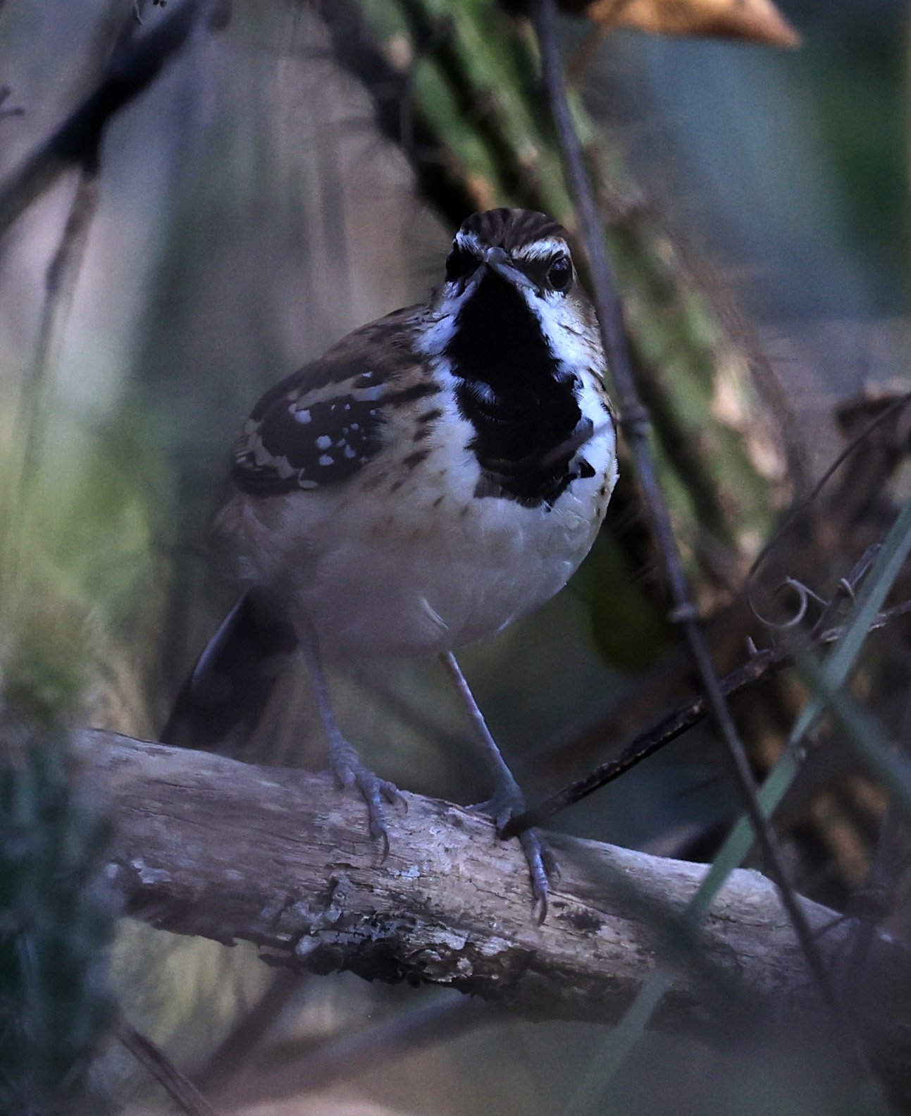 Stripe-backed Antbird (Myrmorchilus strigilatus) Agua Dulce Paraguay (1).jpg