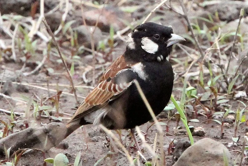 Chestnut-backed Sparrow-Lark (Eremopterix leucotis) Ali Dege Plains Ethiopia (2).JPG