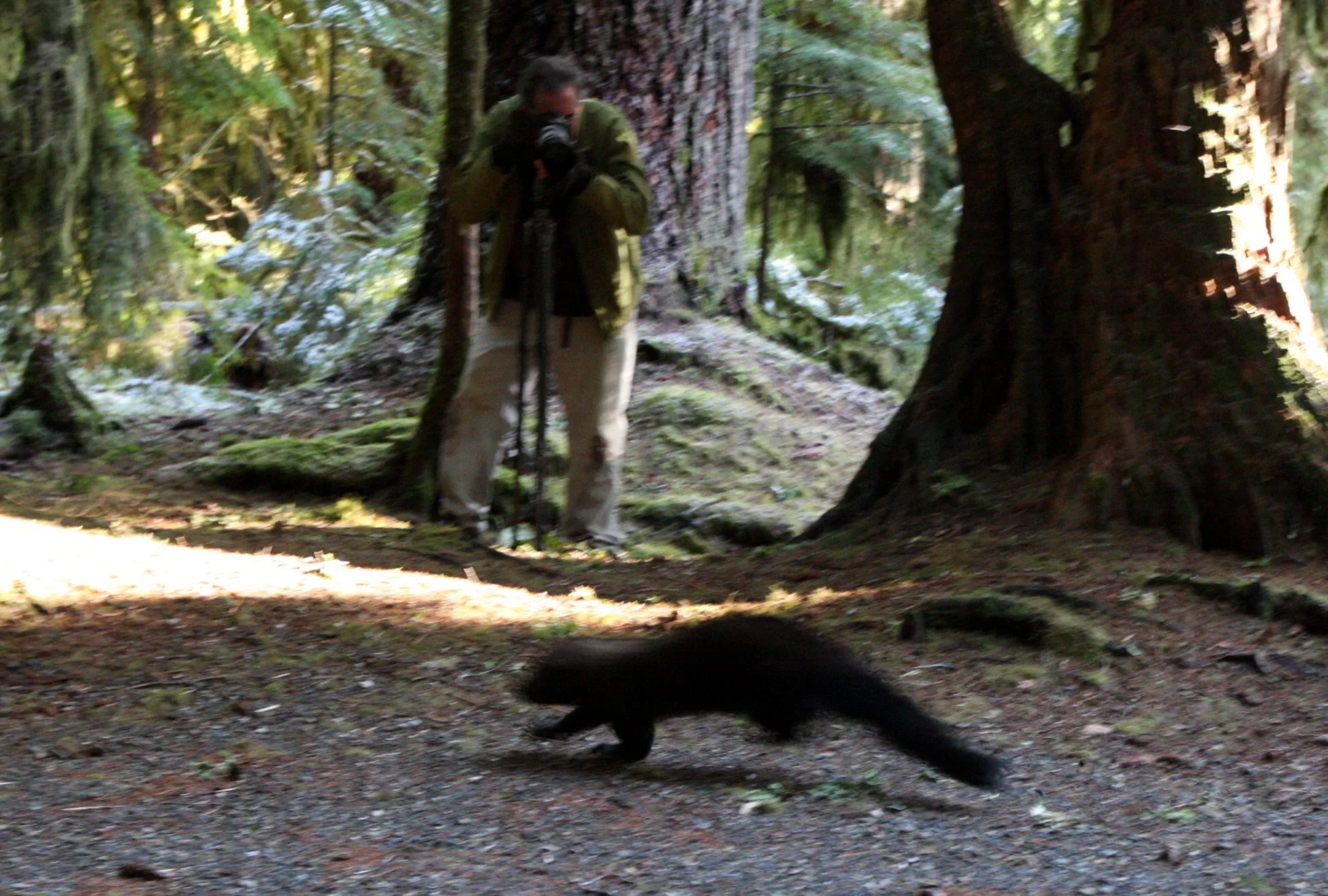 MUSTELID - FISHER - RELEASE ON 21 DECEMBER 2009 AT WISKER BEND TRAIL HEAD AND SOL DUC CAMPGROUND ONP (88).JPG