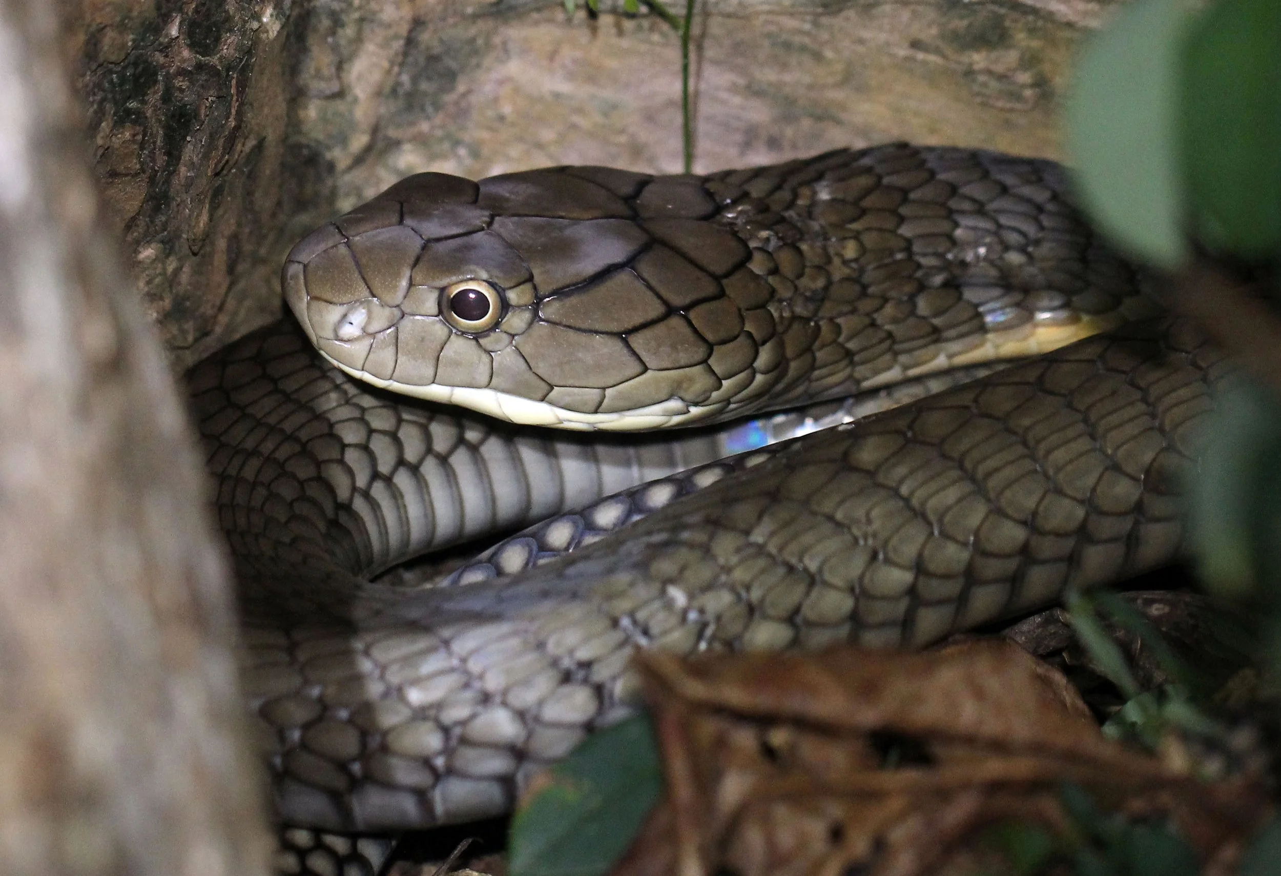 Ophiophagus hannah - KING COBRA - KOH LANTA THAILAND (10).JPG