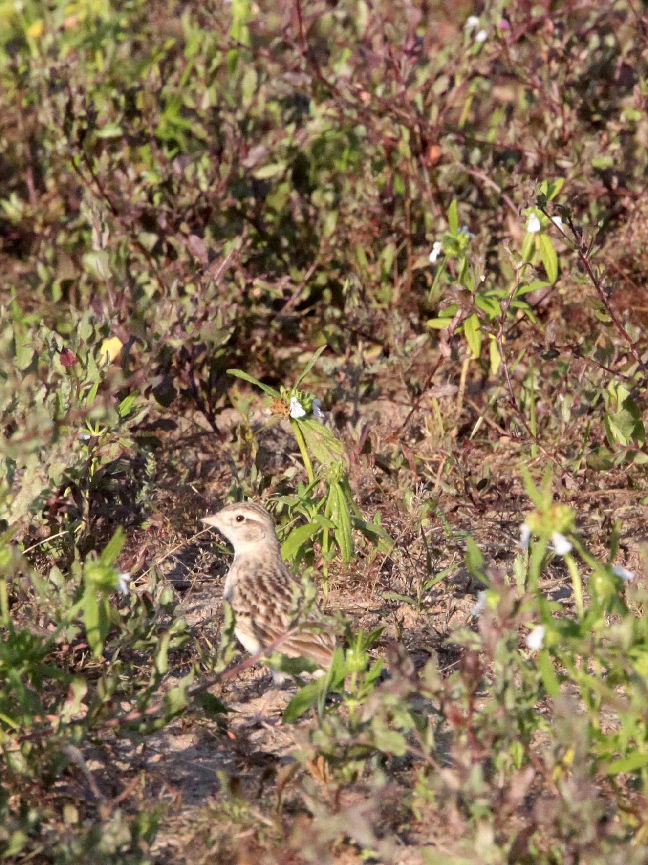Greater Short-toed Lark (Calandrella brachydactyla) Little Rann of Kutch Gujarat India (2).JPG