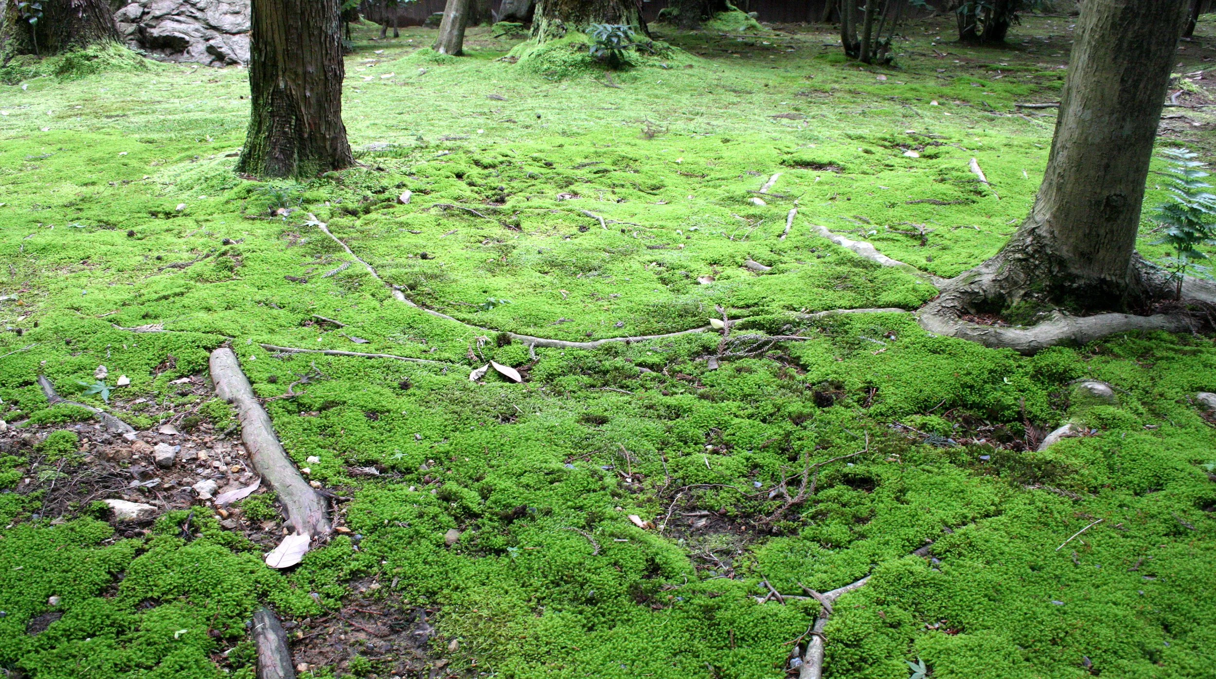 KYOTO - MAY 2009 - RYOANJI MOSS GARDENS (13).JPG